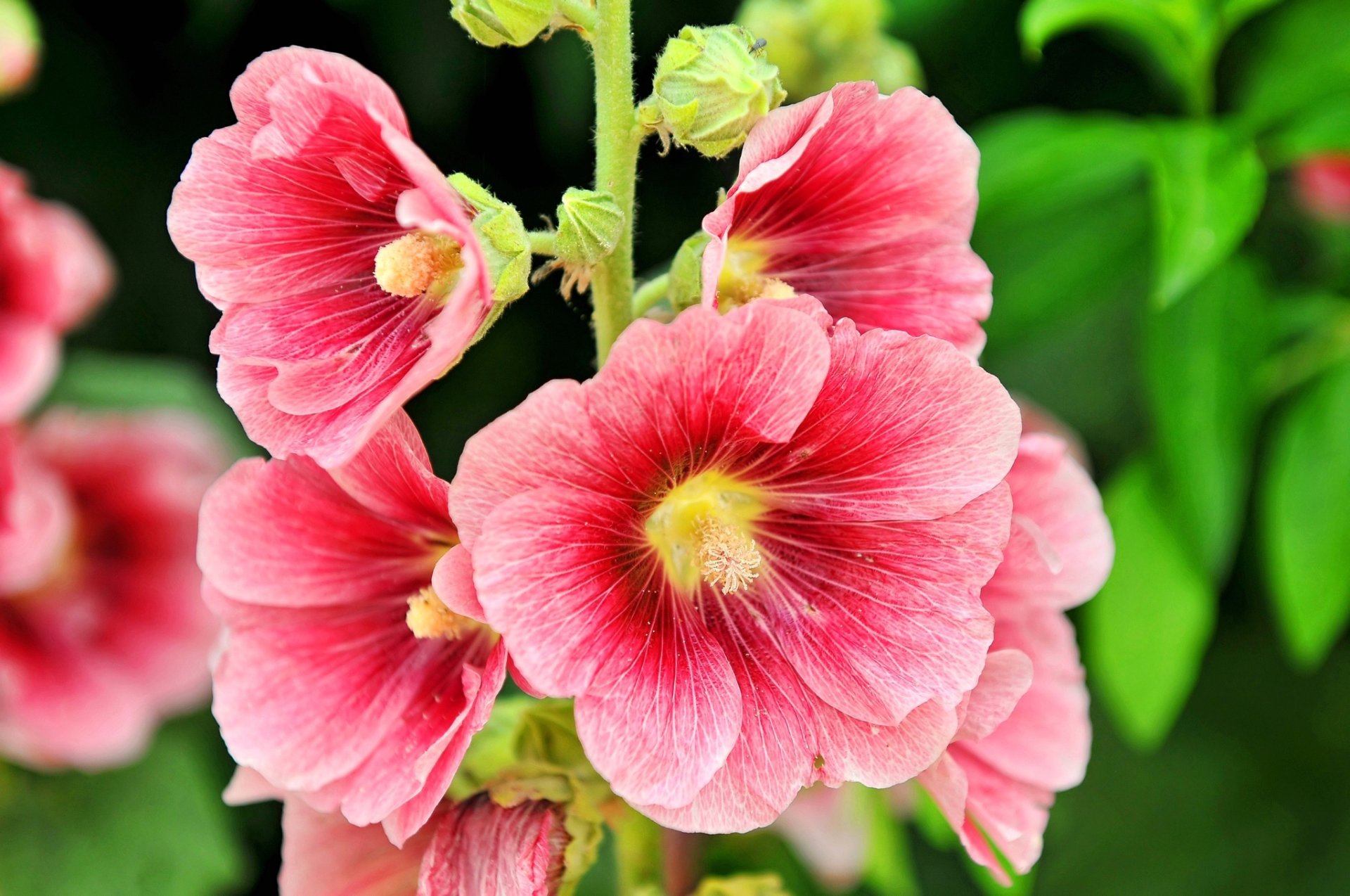 flores malva pétalos tallo