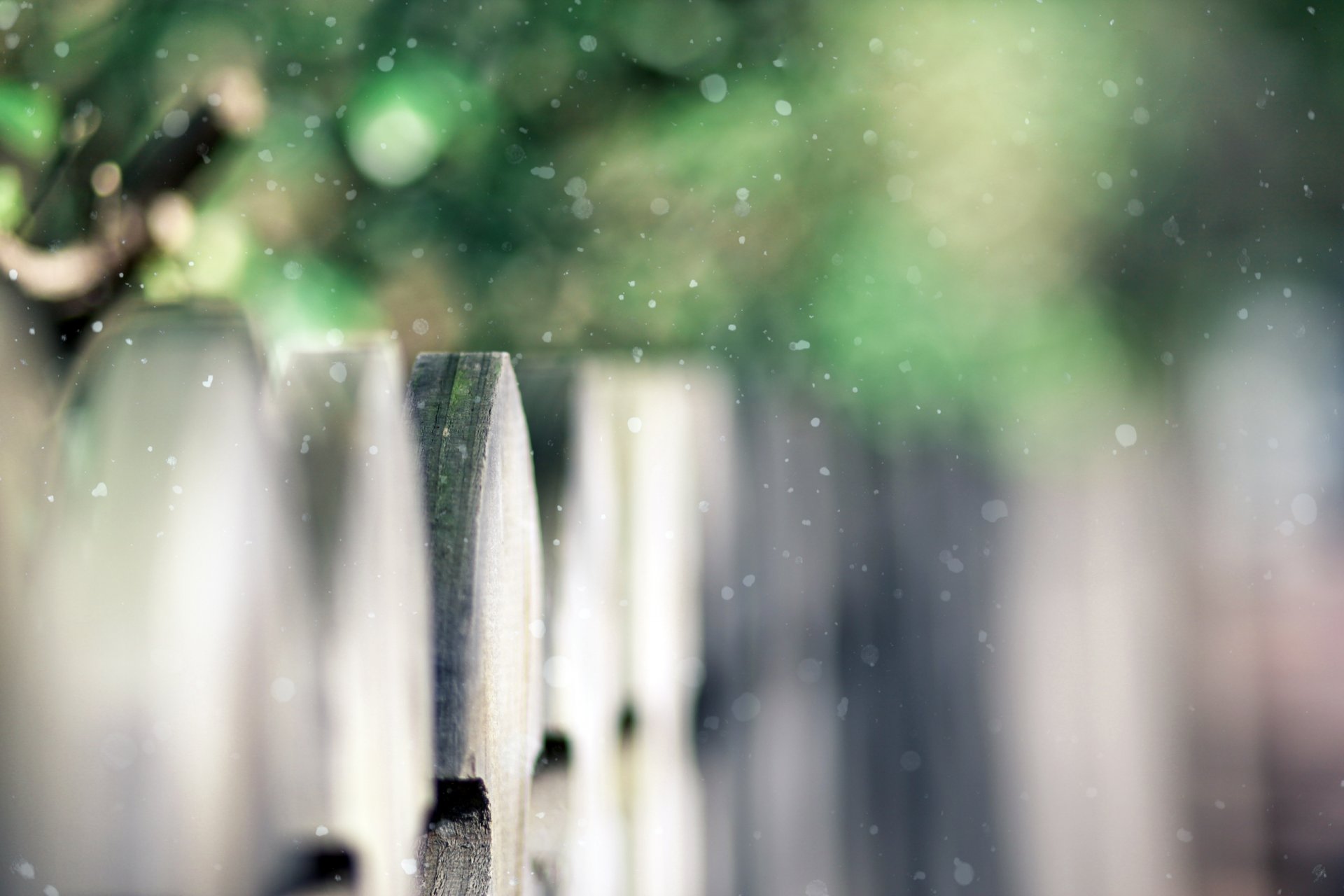 fence wooden snowball first snow bushes greenery bokeh snow focus time season