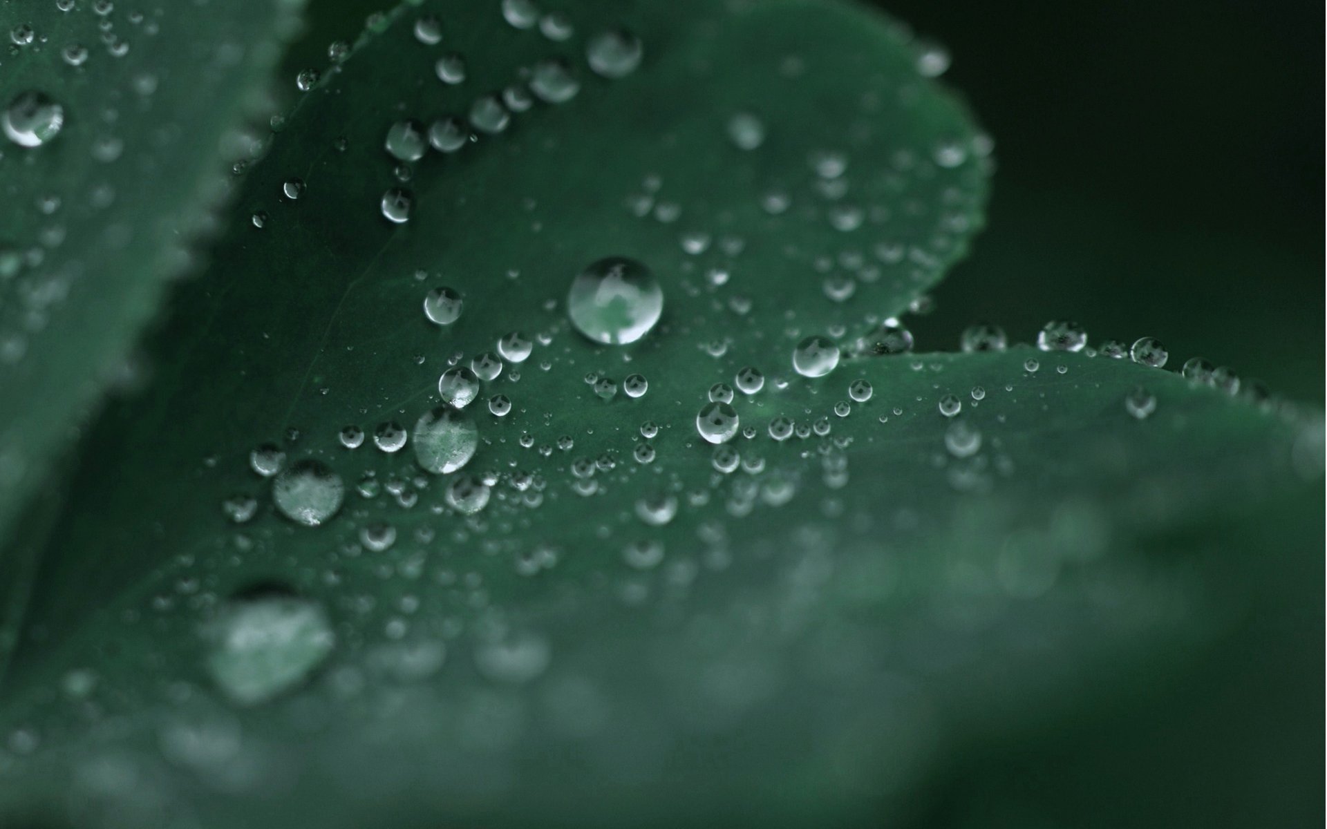 hoja verde macro rocío gotas agua