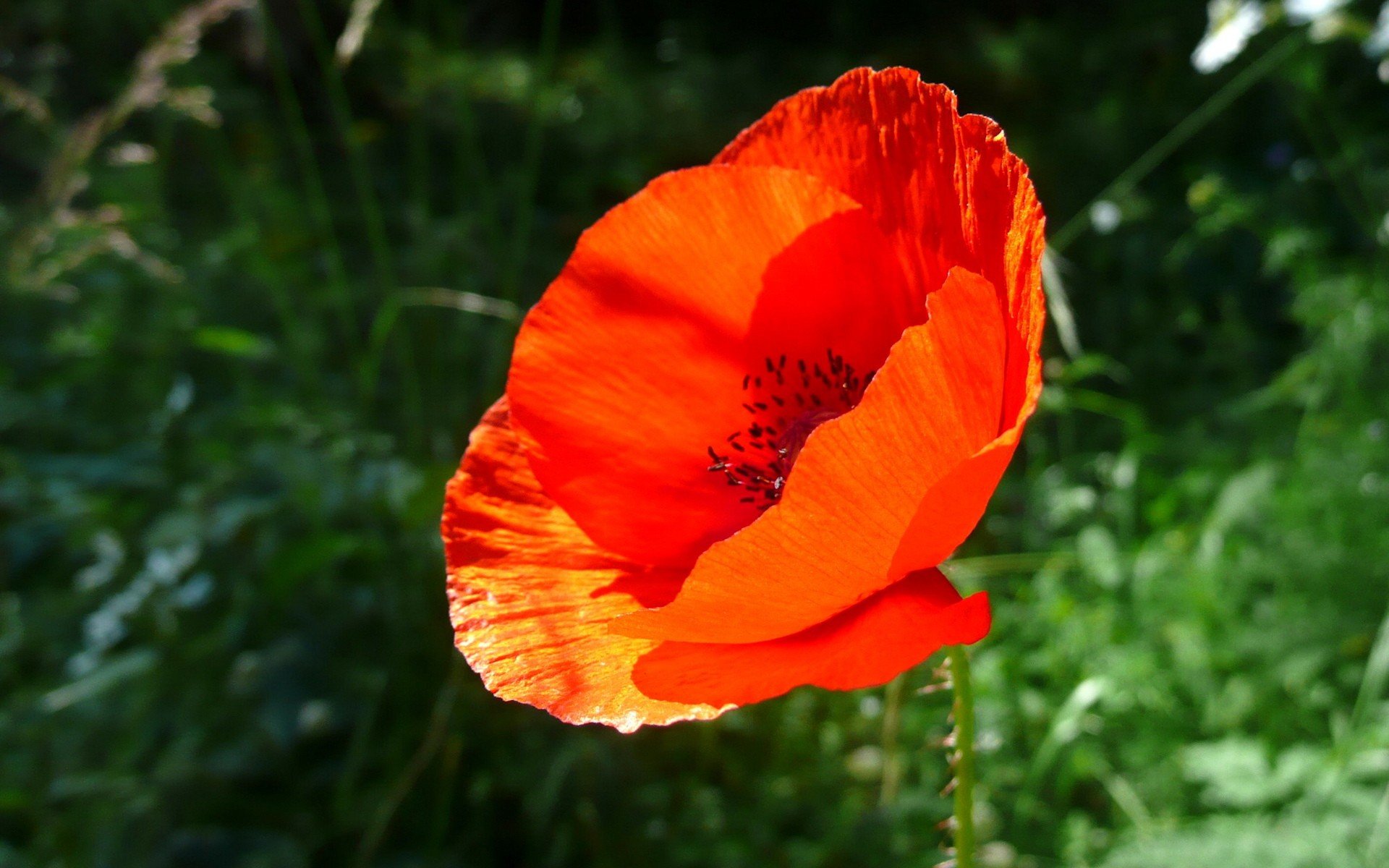 fleur rouge verdure