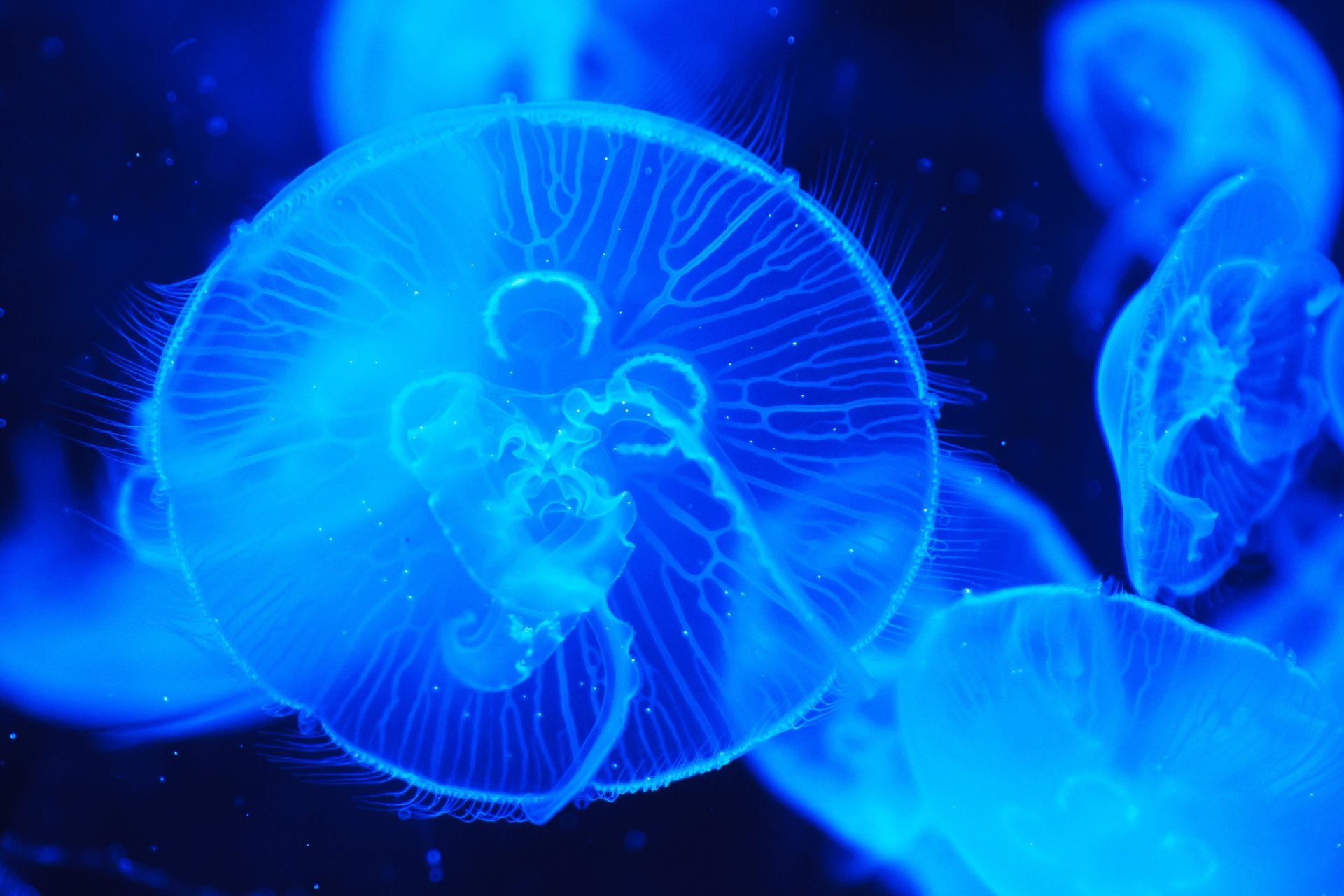 méduses océan eau nature gros plan