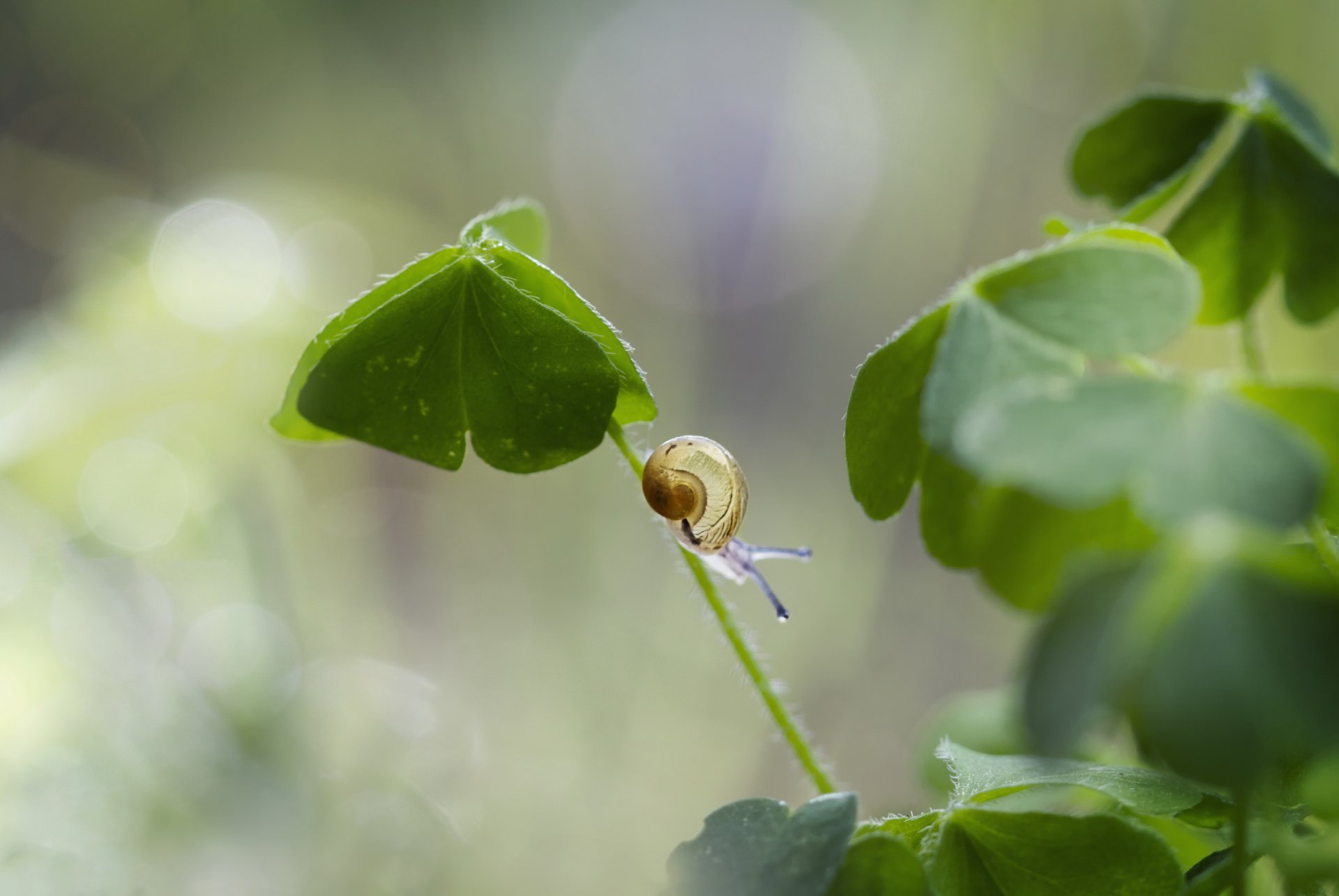 gras blätter schnecke blendung