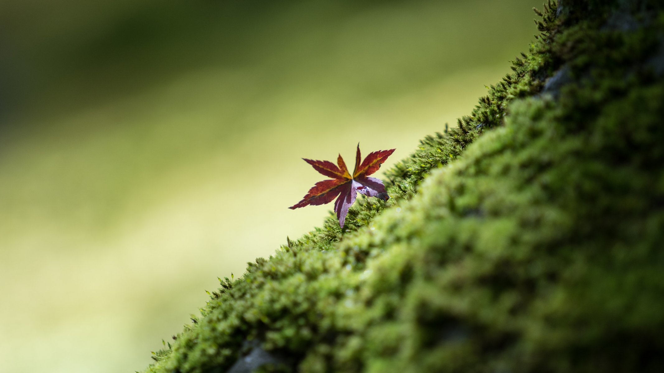 foglia macro verde