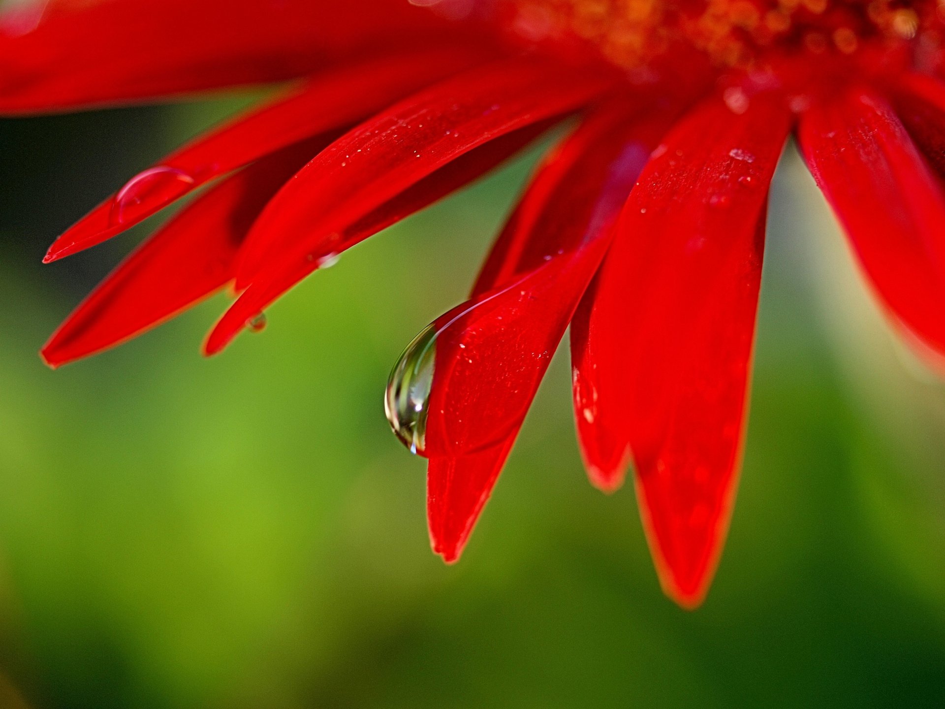 nahaufnahme blume blütenblätter leuchtend rot ein tropfen wasser