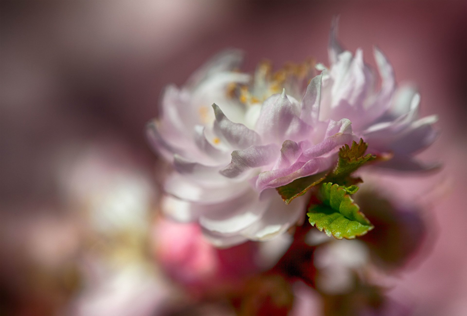 flower branch leaves green nature