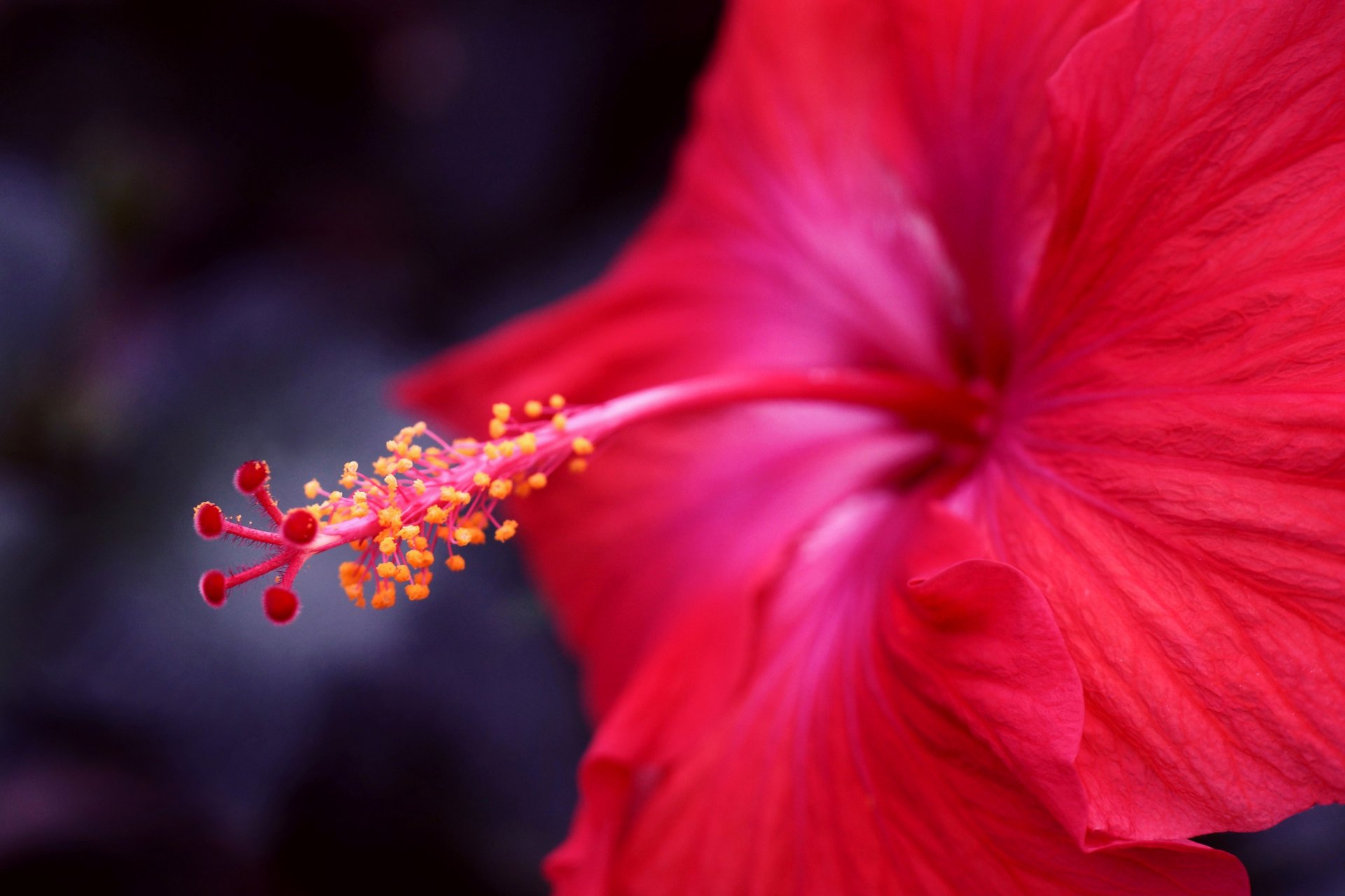 fiore macro ibisco messa a fuoco rosso