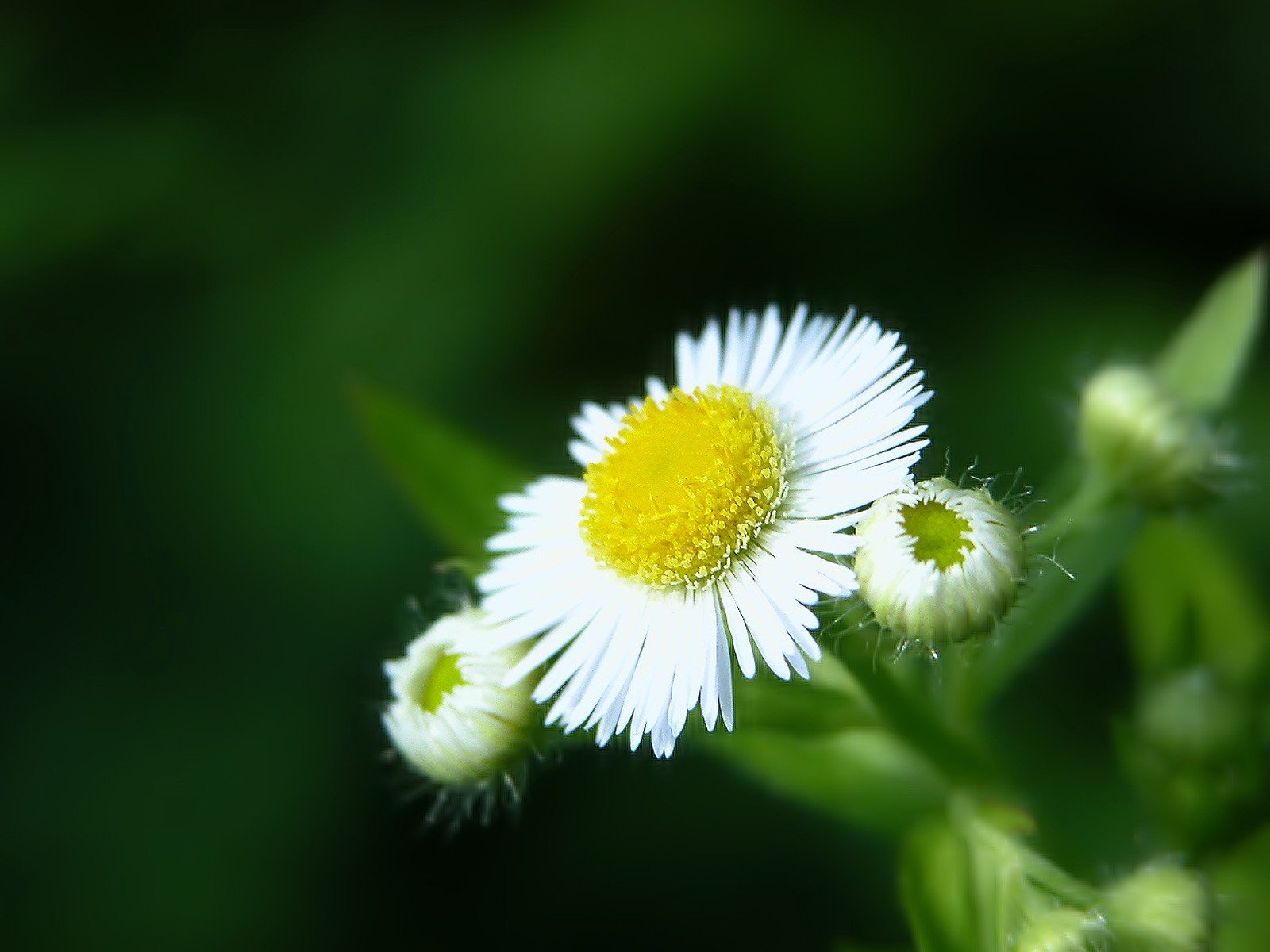 green petal