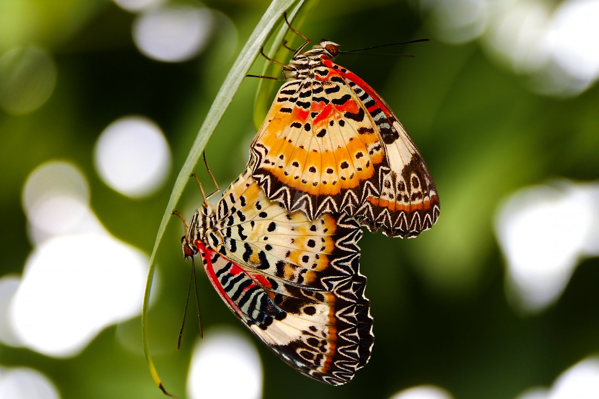 gros plan insectes papillons