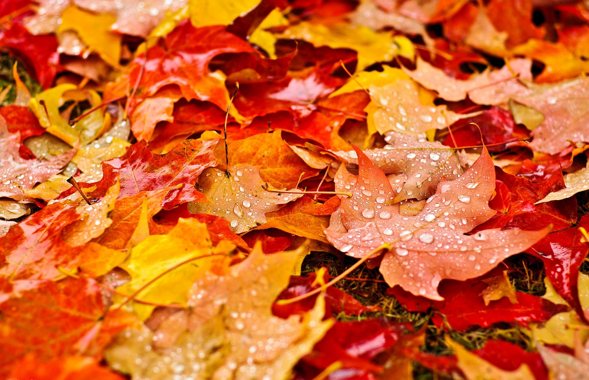 blätter gelb orange herbst natur tropfen tröpfchen makro