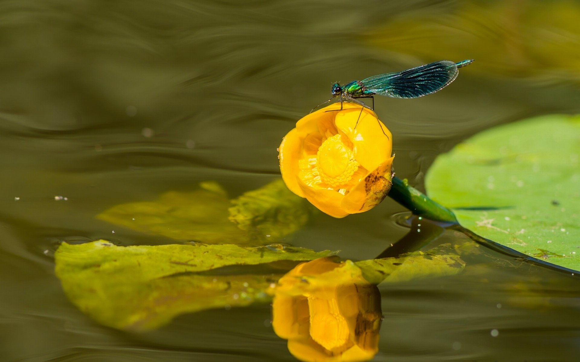 brilliant beauty dragonfly yellow water-lily lily yellow water lily water close up