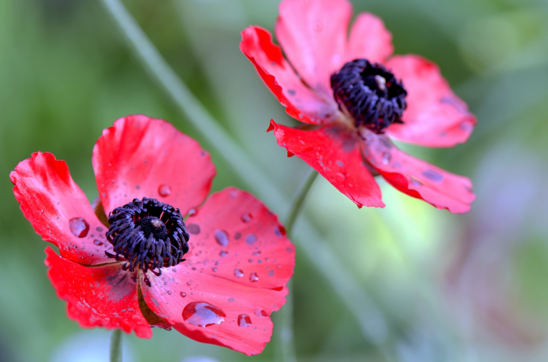 flower petals drops rosa water