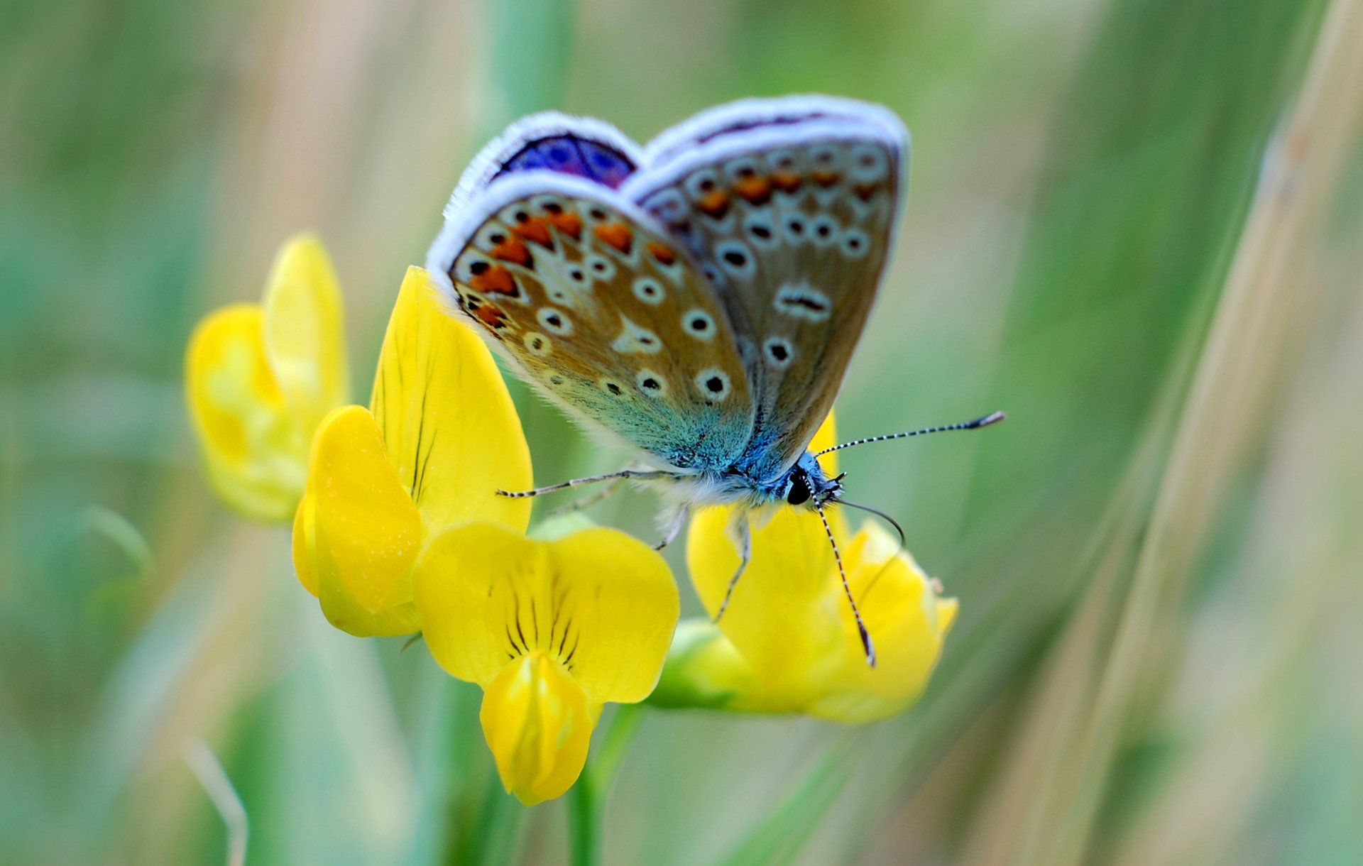 butterfly flower moth petals nature