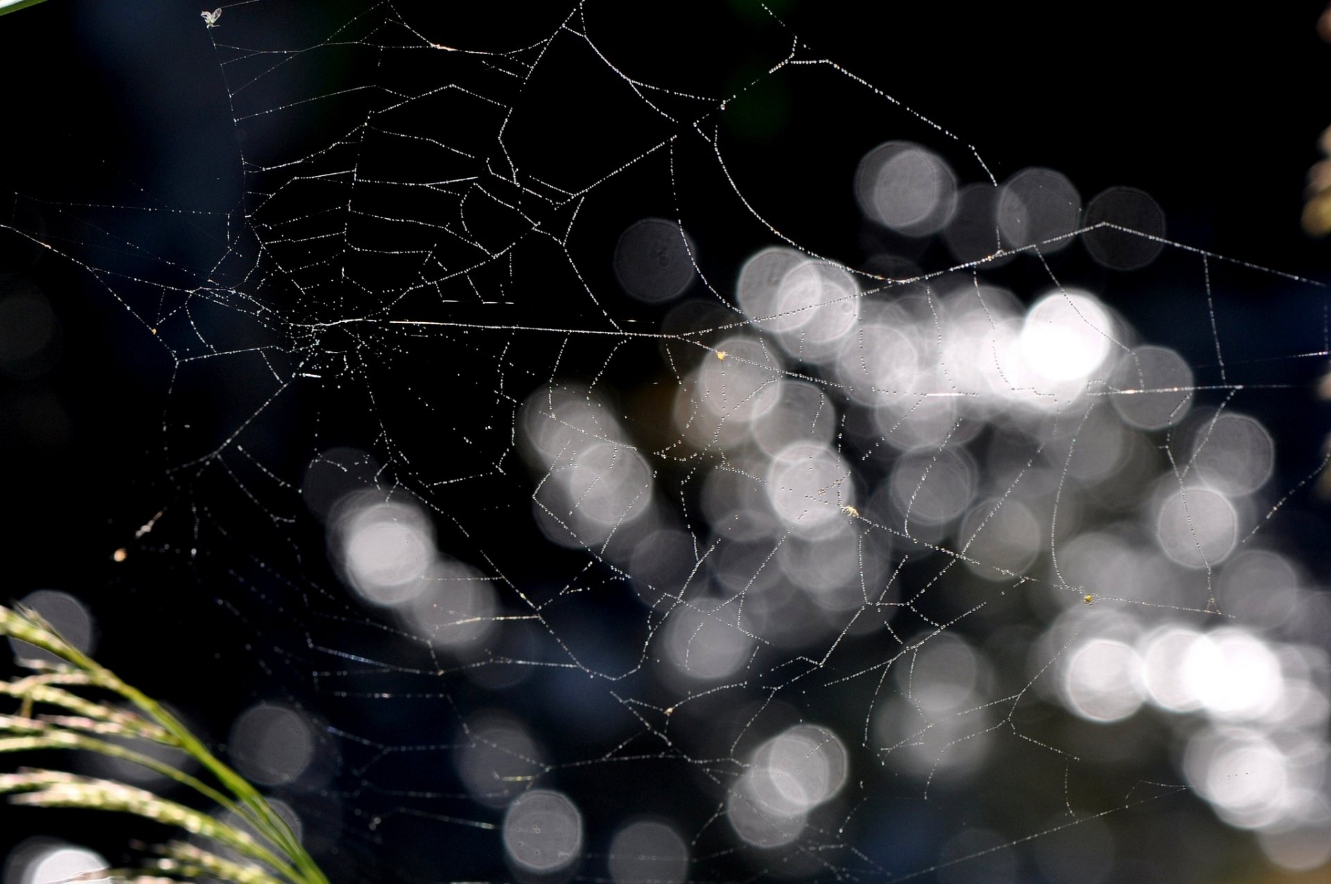 tela de araña bokeh hierba naturaleza macro