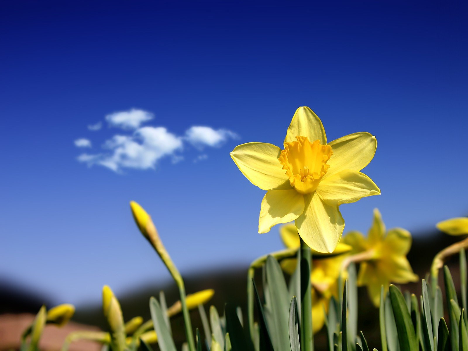 fiore giallo cielo