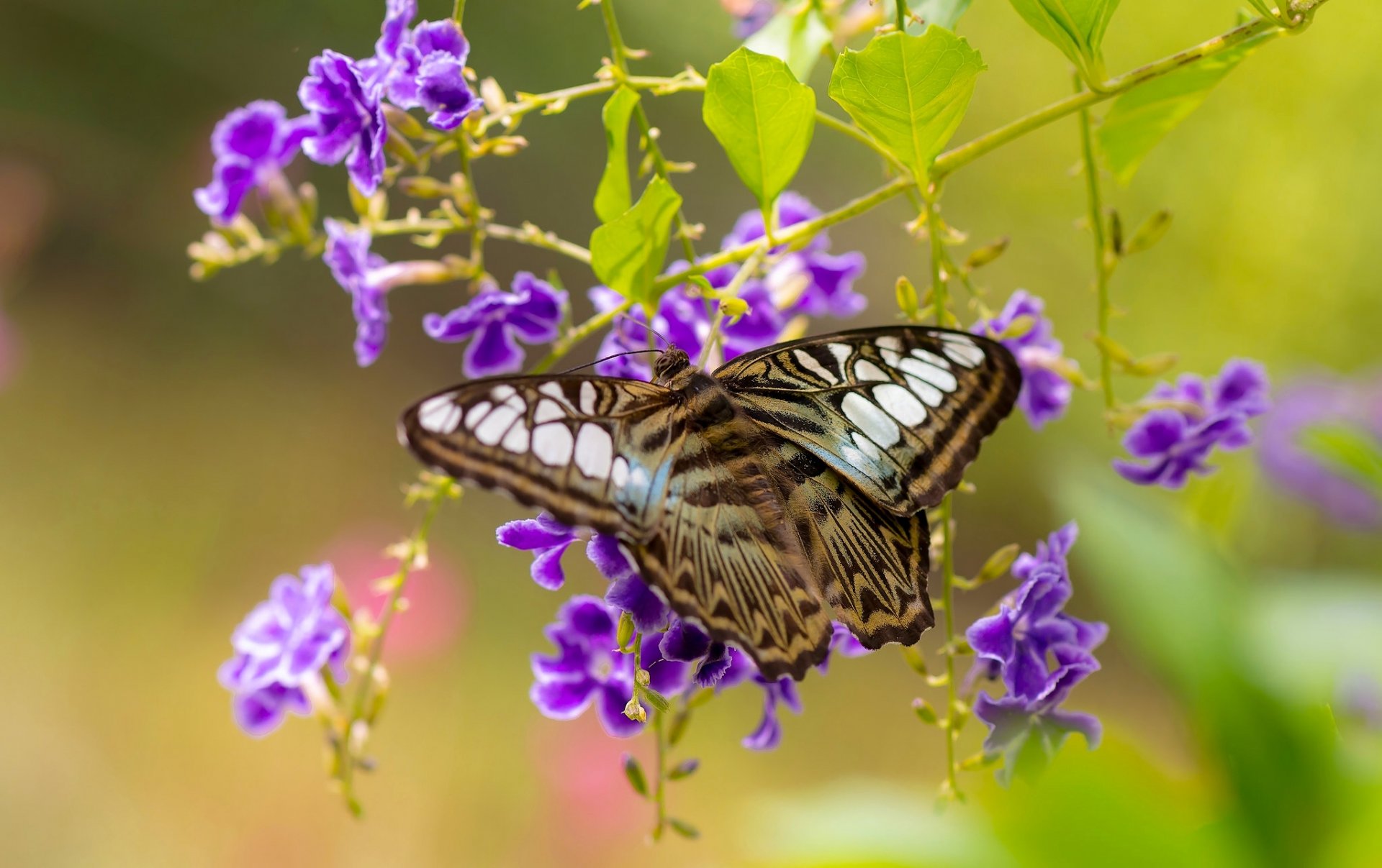 silvia tigre mariposa durante flores macro