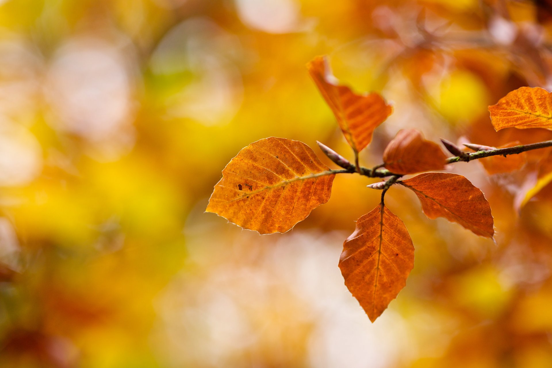 leaves yellow orange branch autumn bokeh close up nature