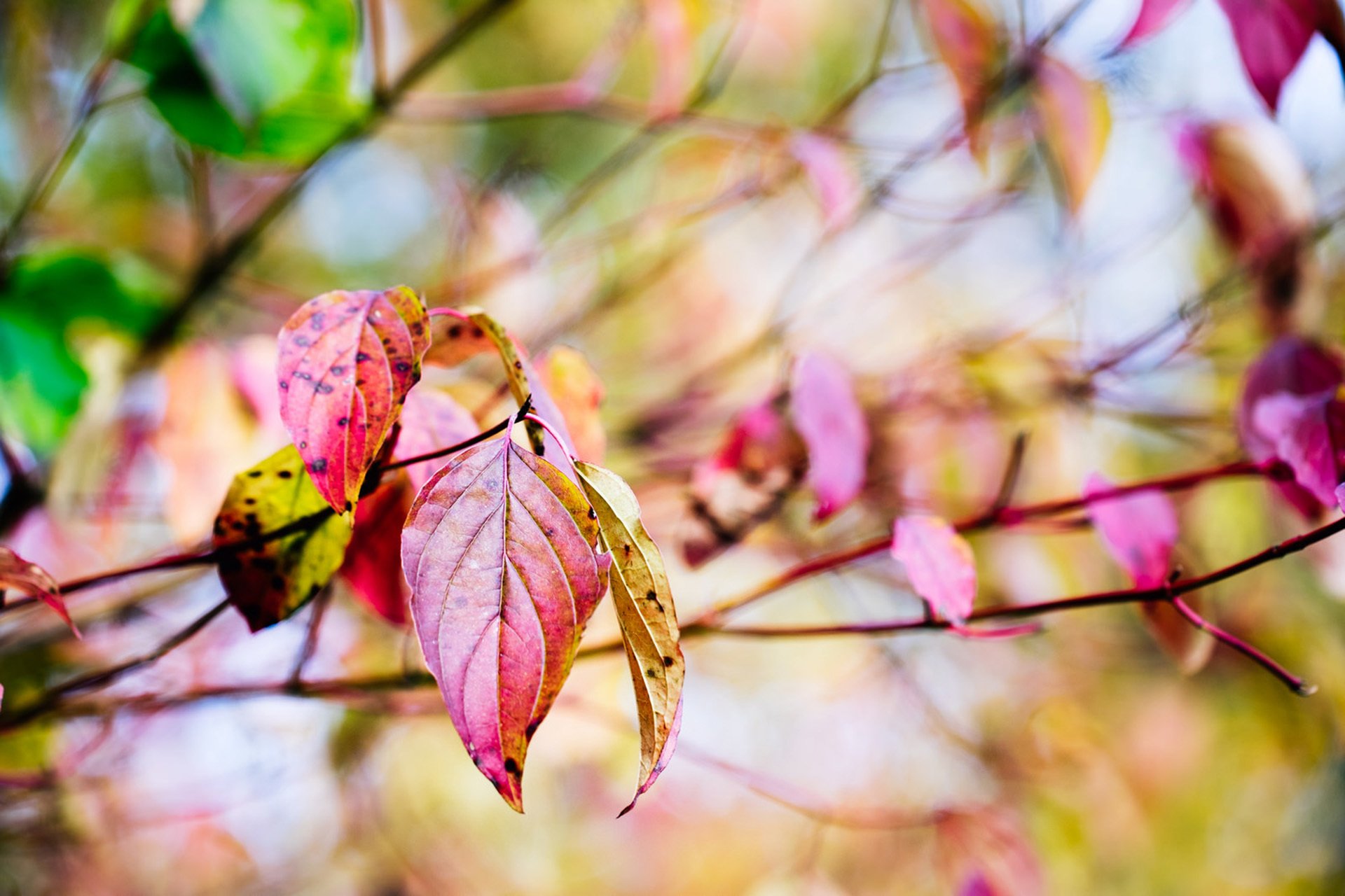 feuilles rouge jaune branches arbre automne gros plan bokeh nature