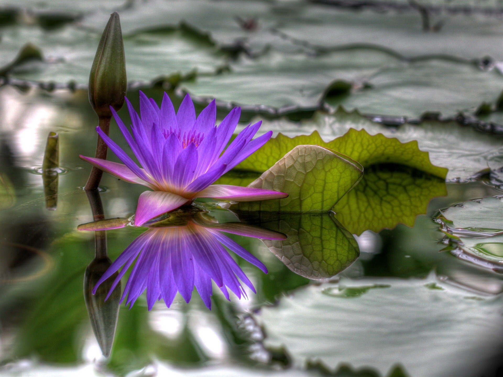 flower blossomed water hdr