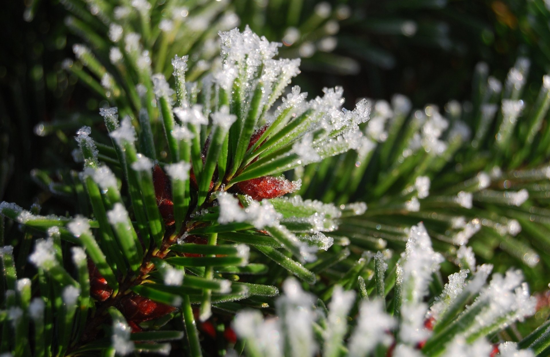 branch needles needle snow next close up