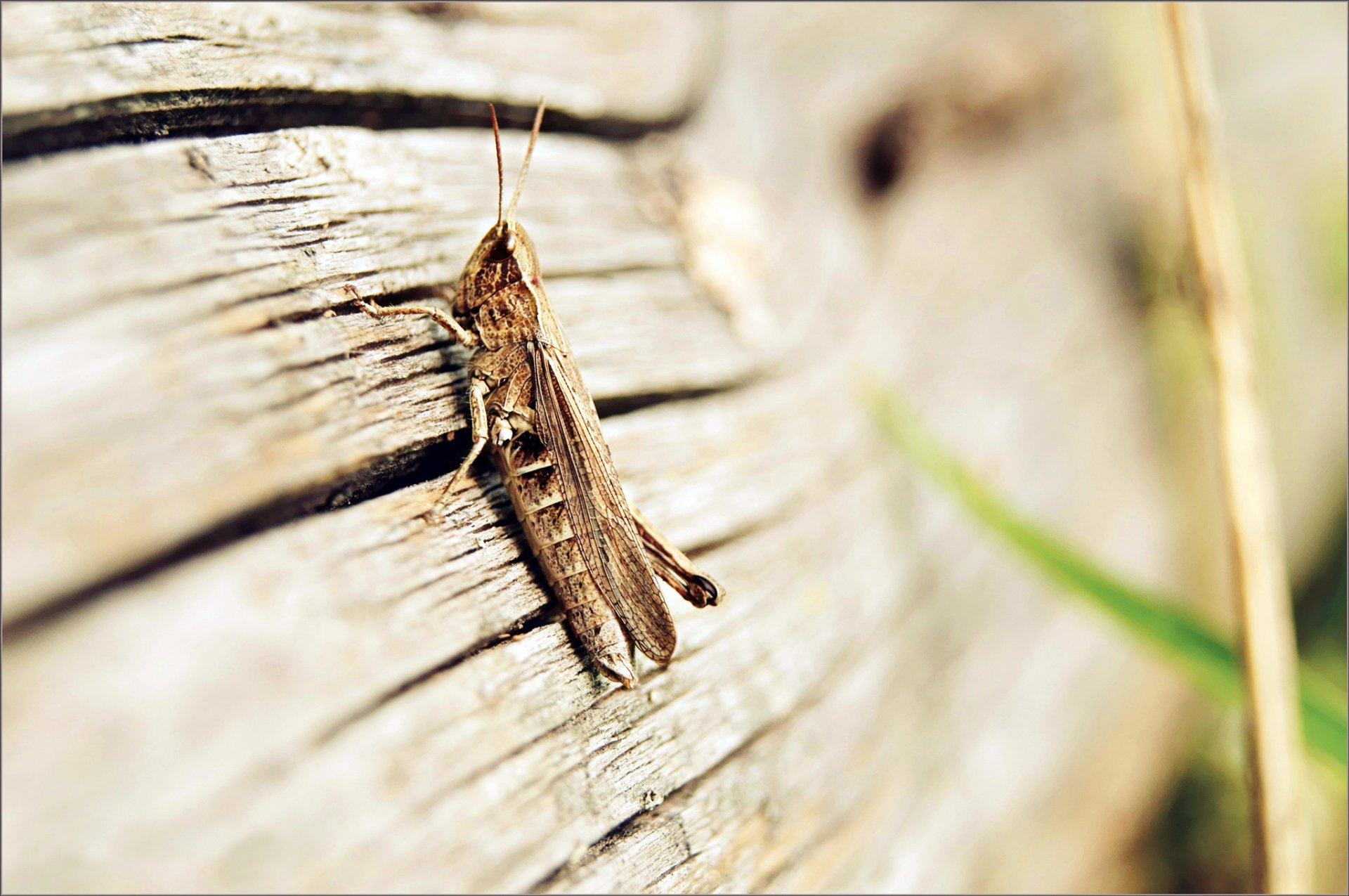 insecto saltamontes patas zarcillos alas tablero madera herrero