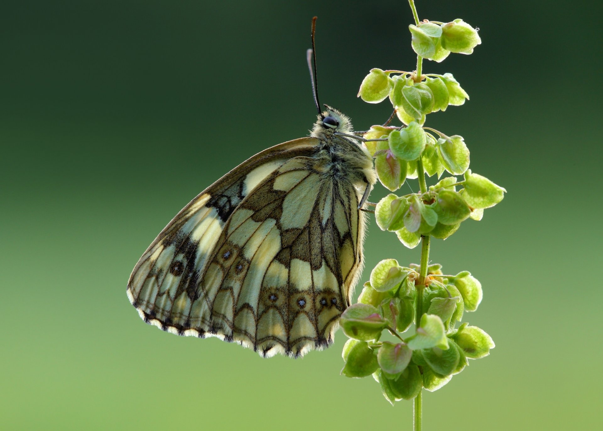 pestroglazka galatea butterfly close up