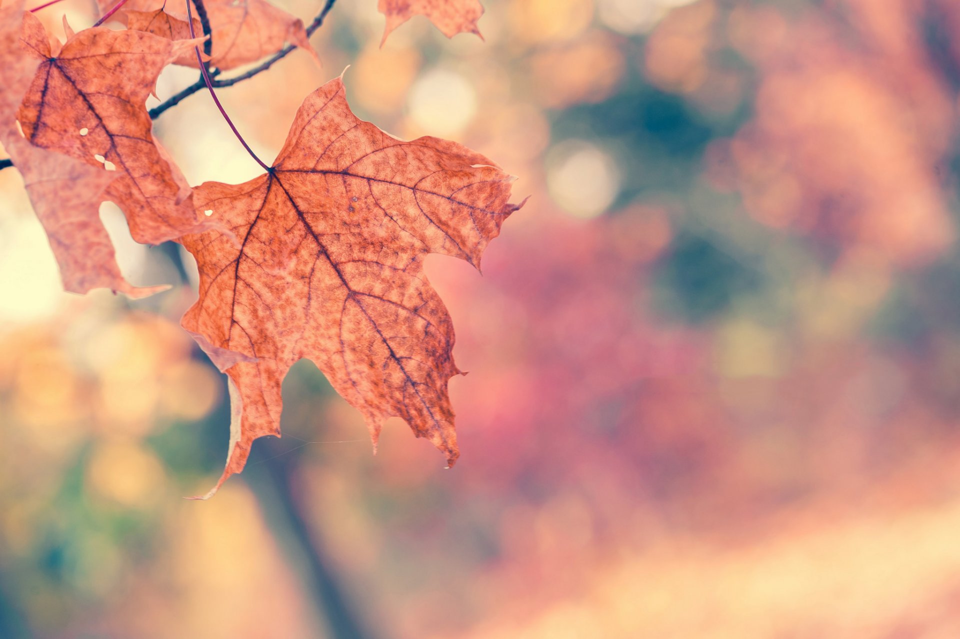 foglie acero arancione ramo albero autunno macro bokeh natura