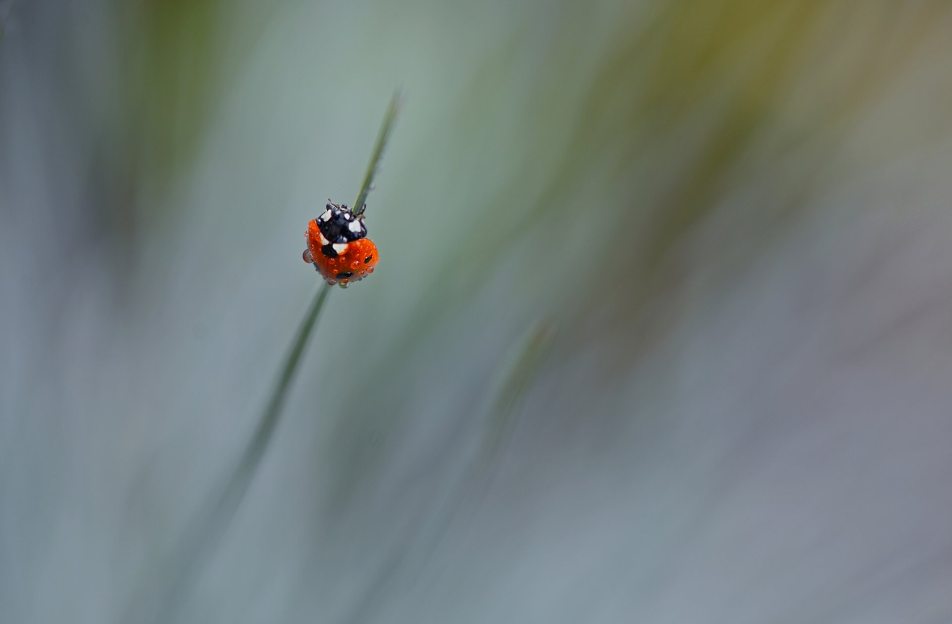 herbe insecte coccinelle gouttes rosée