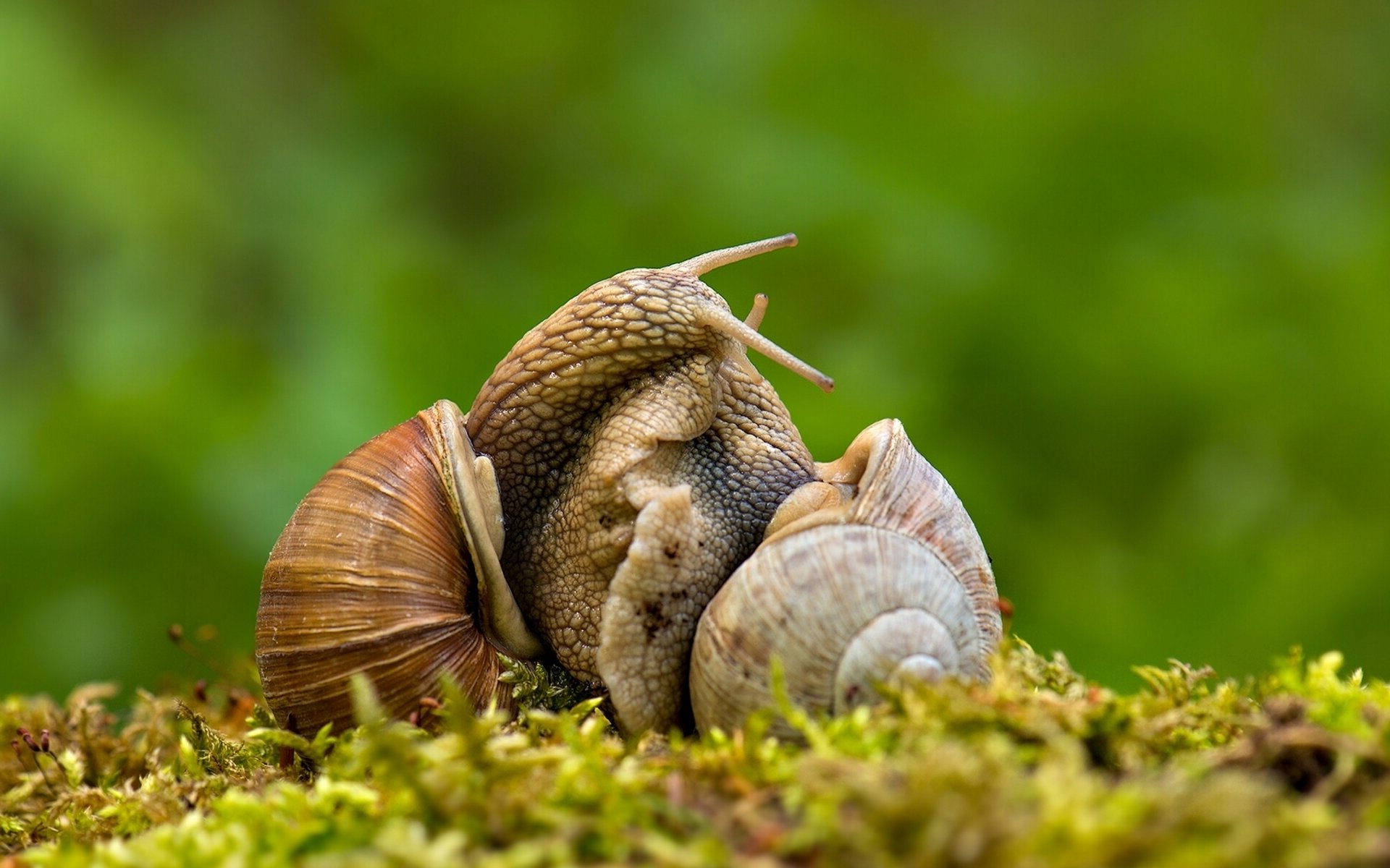 schnecken liebe makro