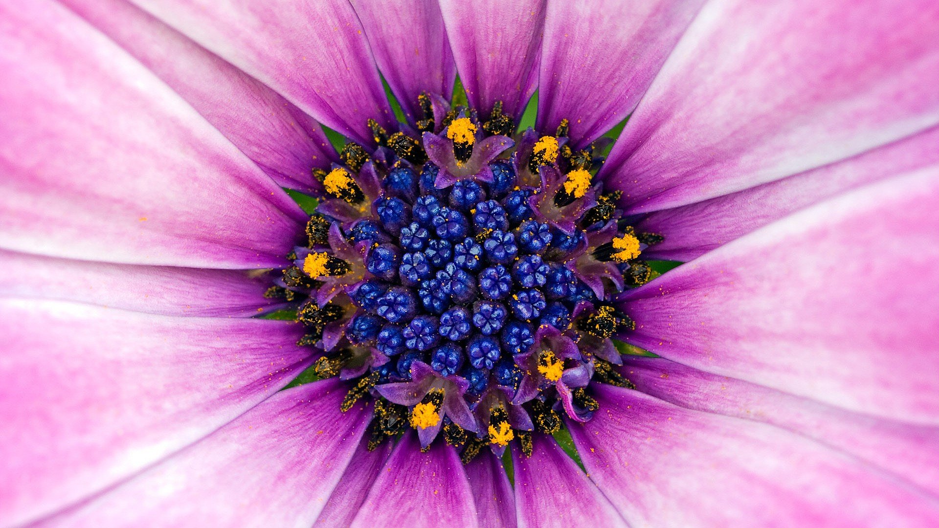 fleur pollen violette