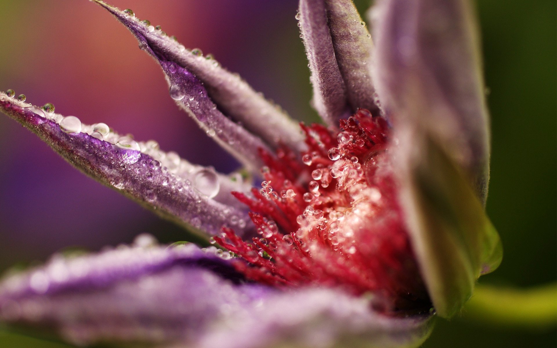 flor macro florece gotas