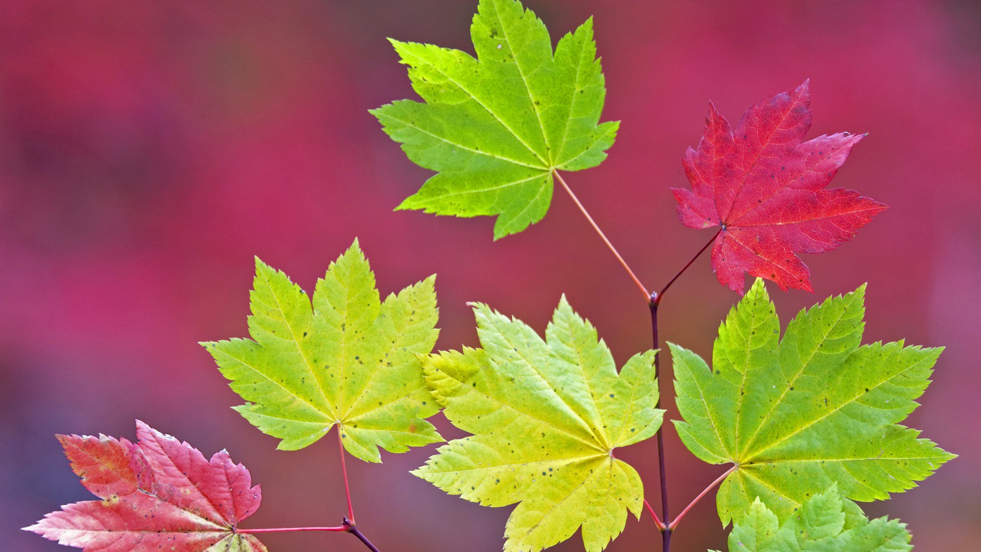 leaves maple branch autumn flower