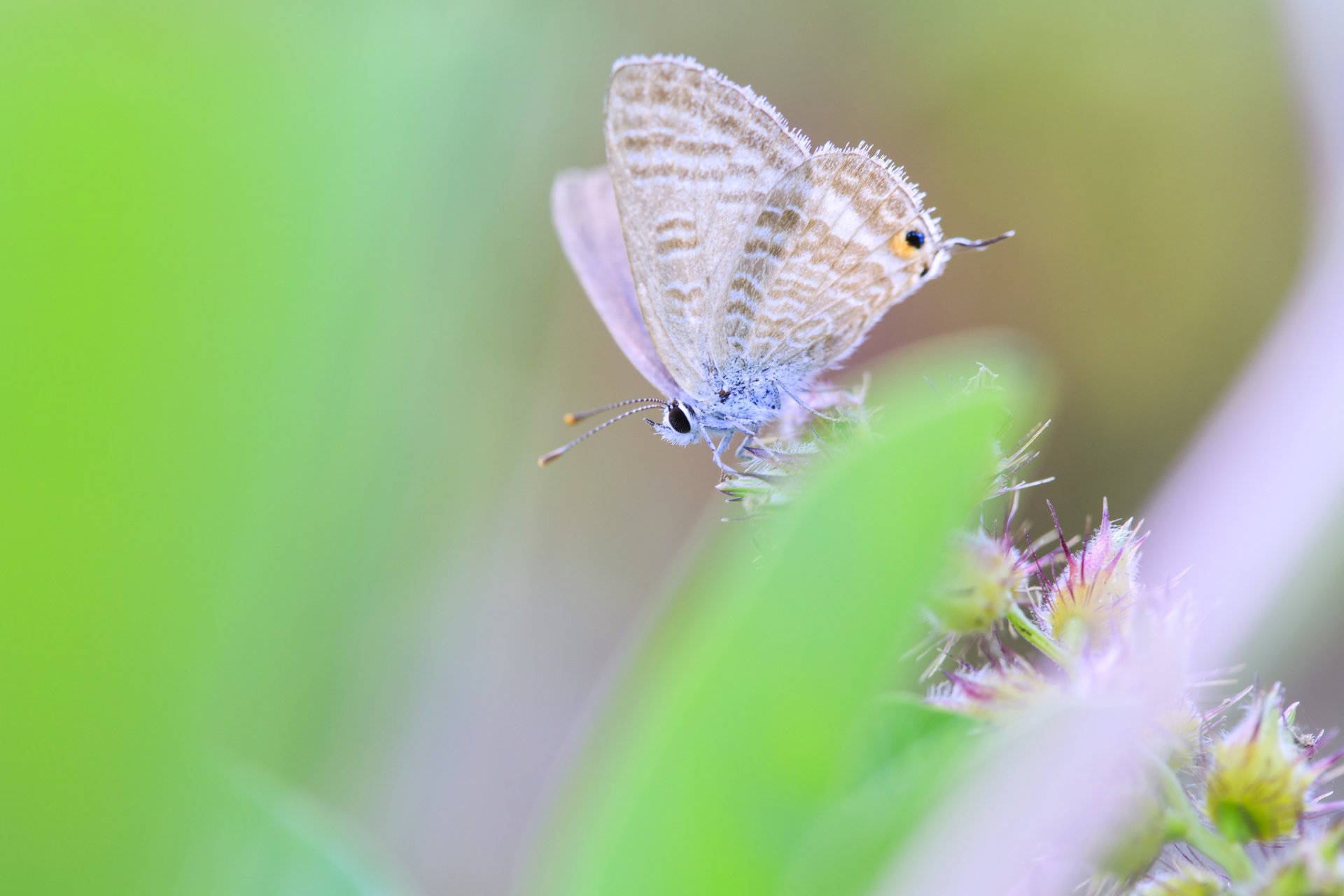 motyl makro zieleń rozmycie skrzydła owad