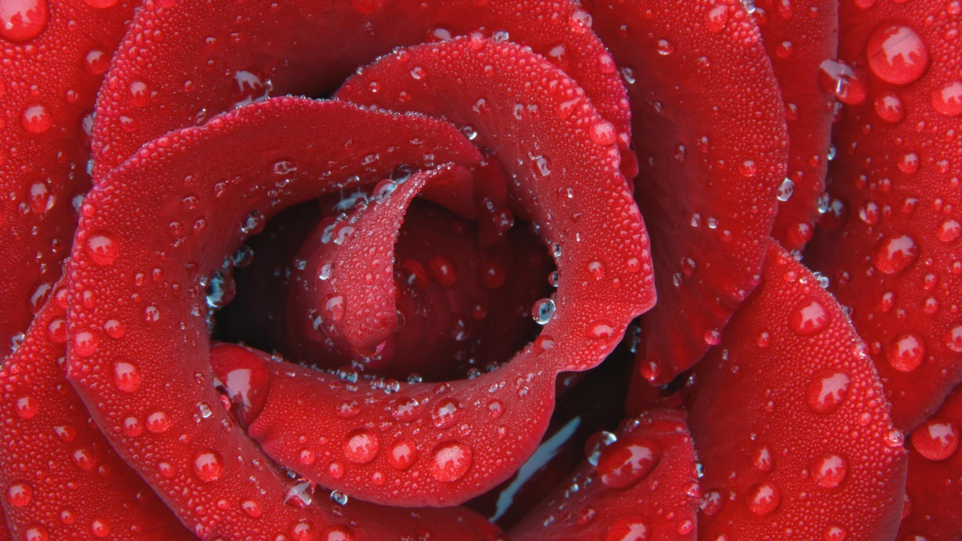 rose drops petals red