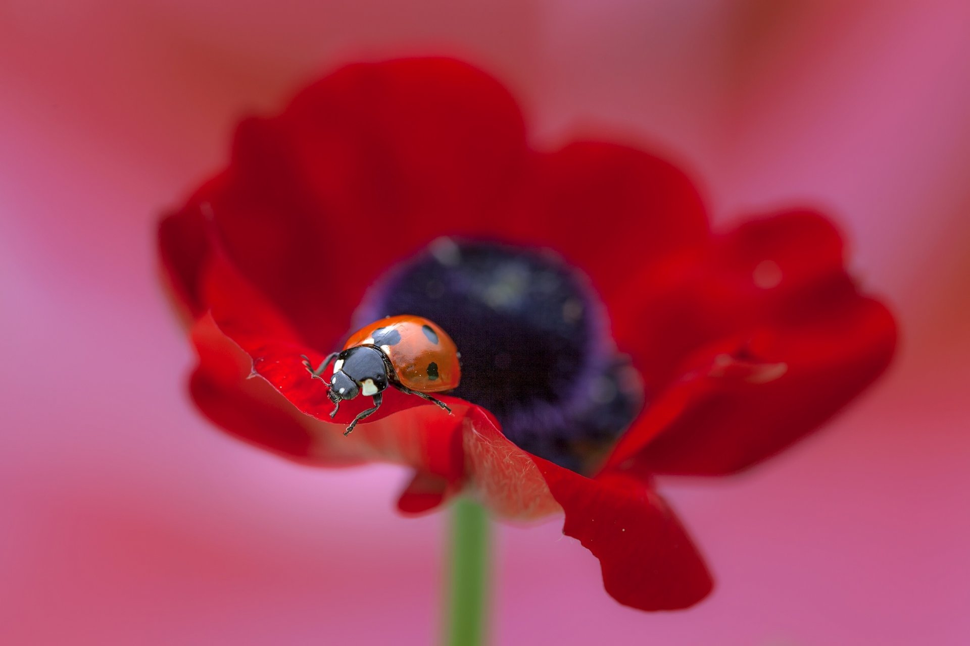 blume mohn makro marienkäfer makro