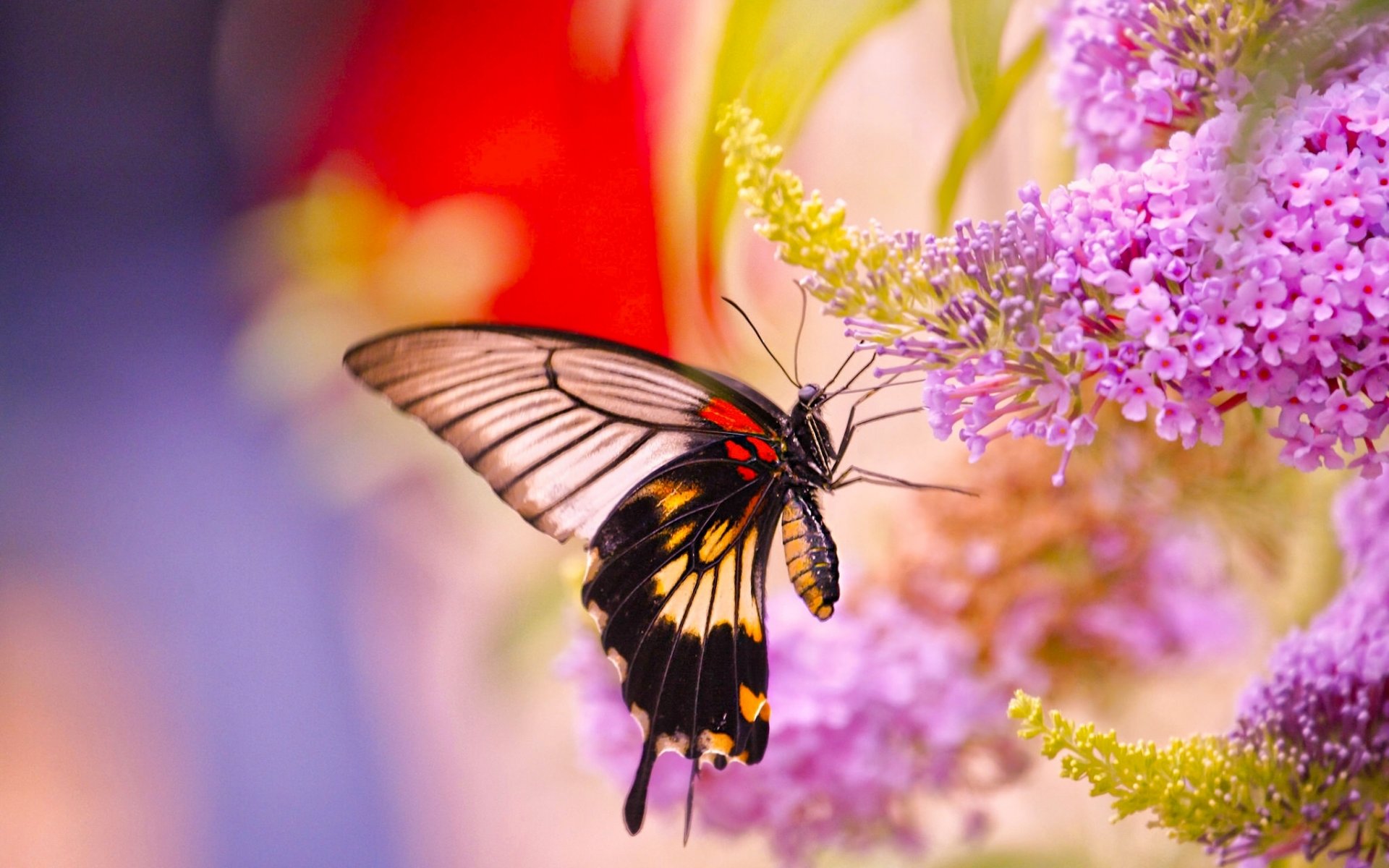 segelboot fangen schmetterling blumen makro