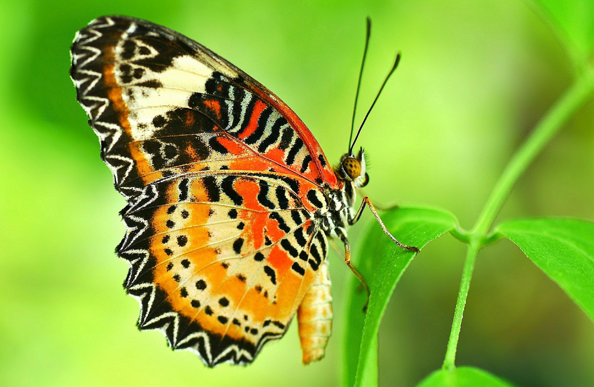 butterfly wings pattern plant