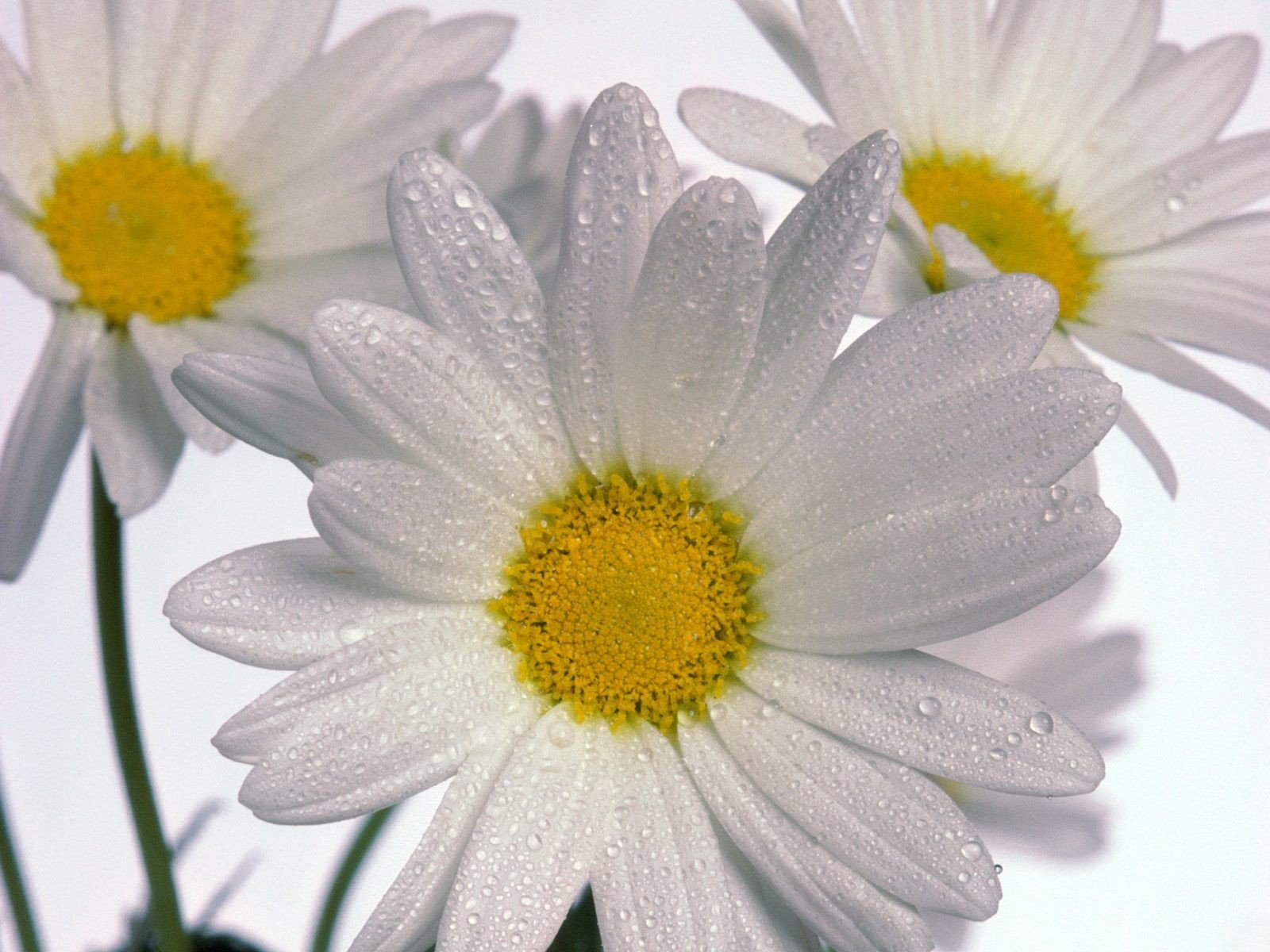 gänseblümchen drei weißer hintergrund