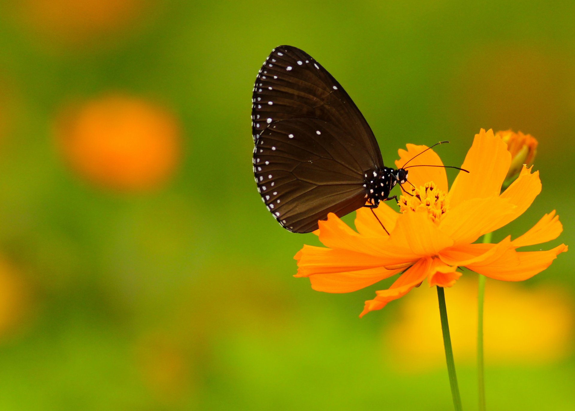 butterfly wings antennae dots white dots flower bokeh butterflies antennae proboscis dots stem