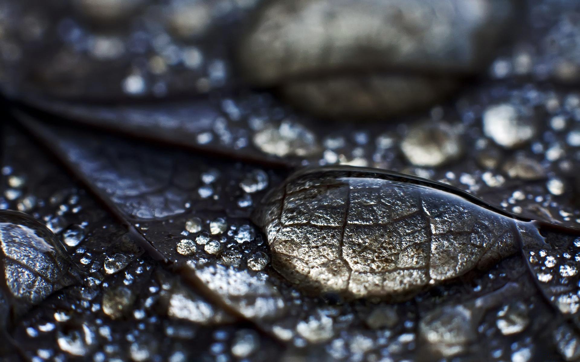 hoja agua gotas rocío hoja superficie