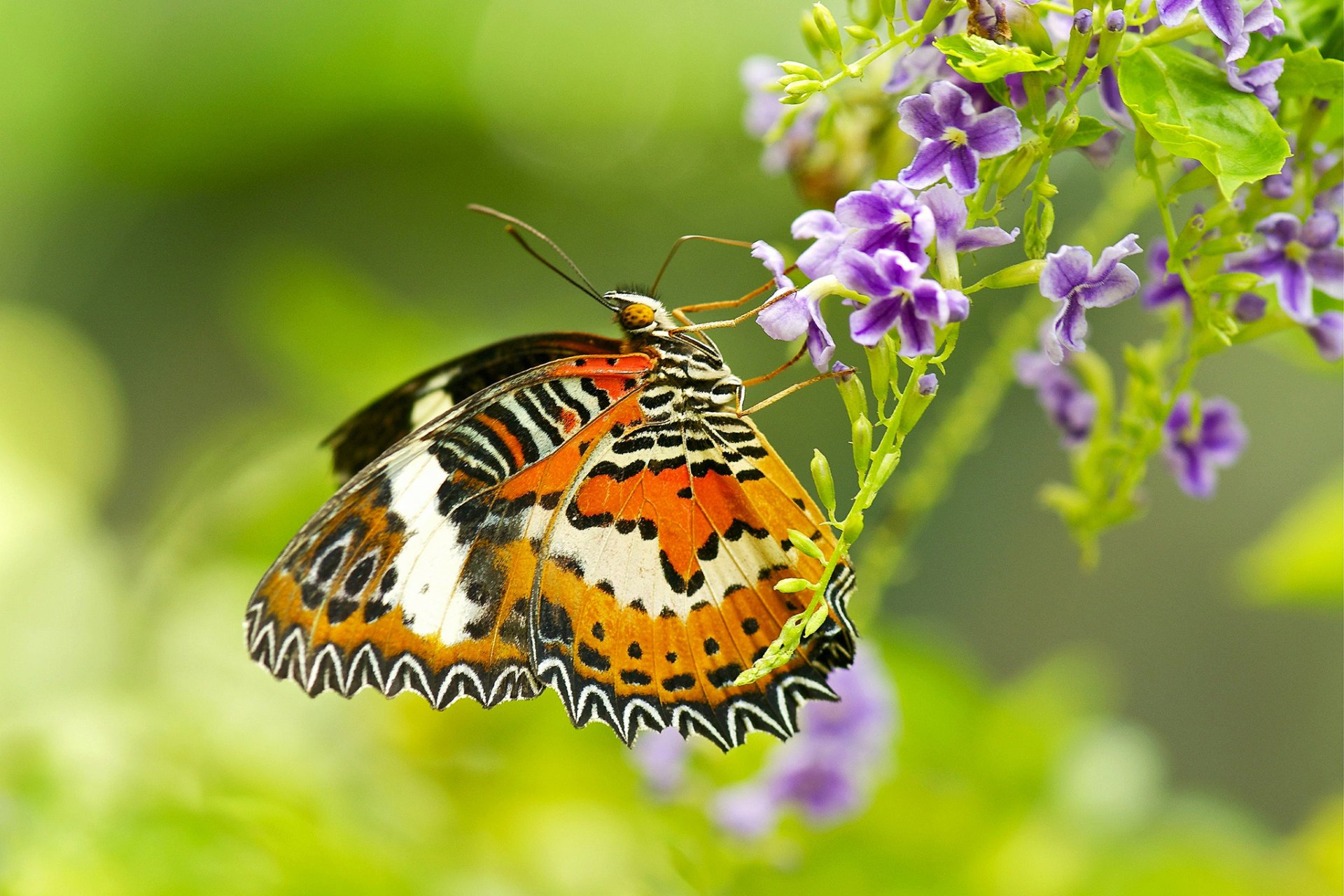 butterfly moth wings insect flower plant