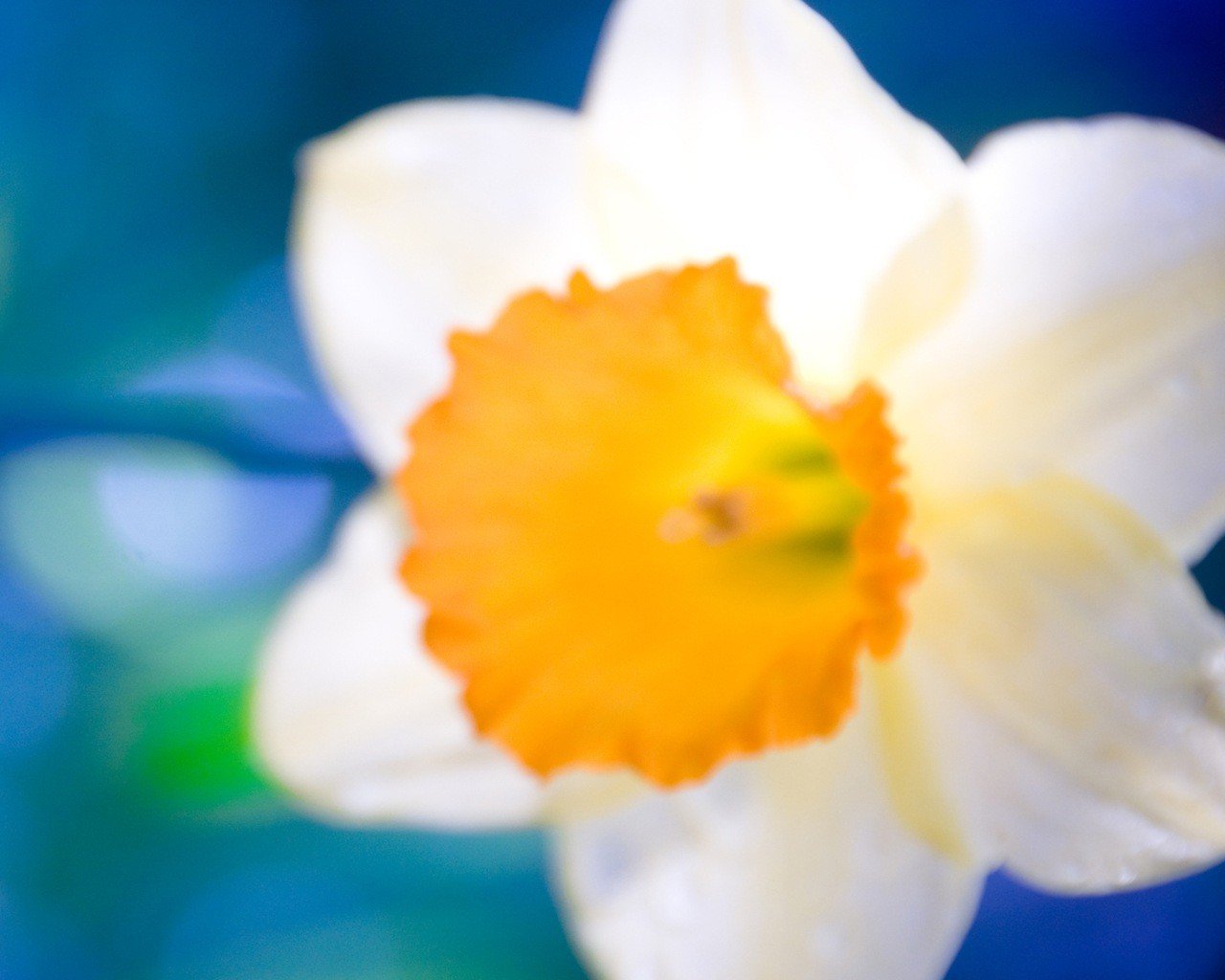 orange white close-up