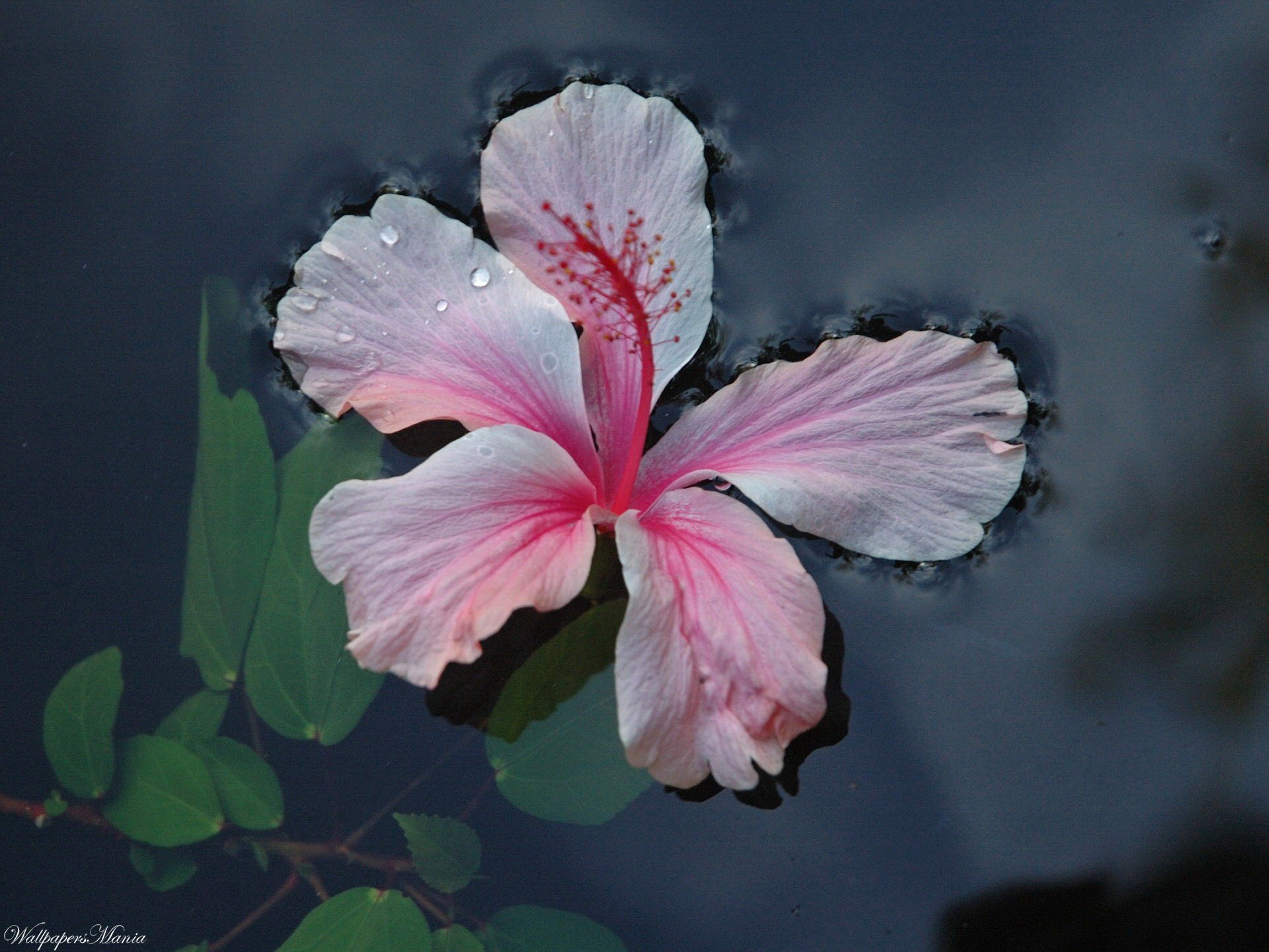 flor agua hojas