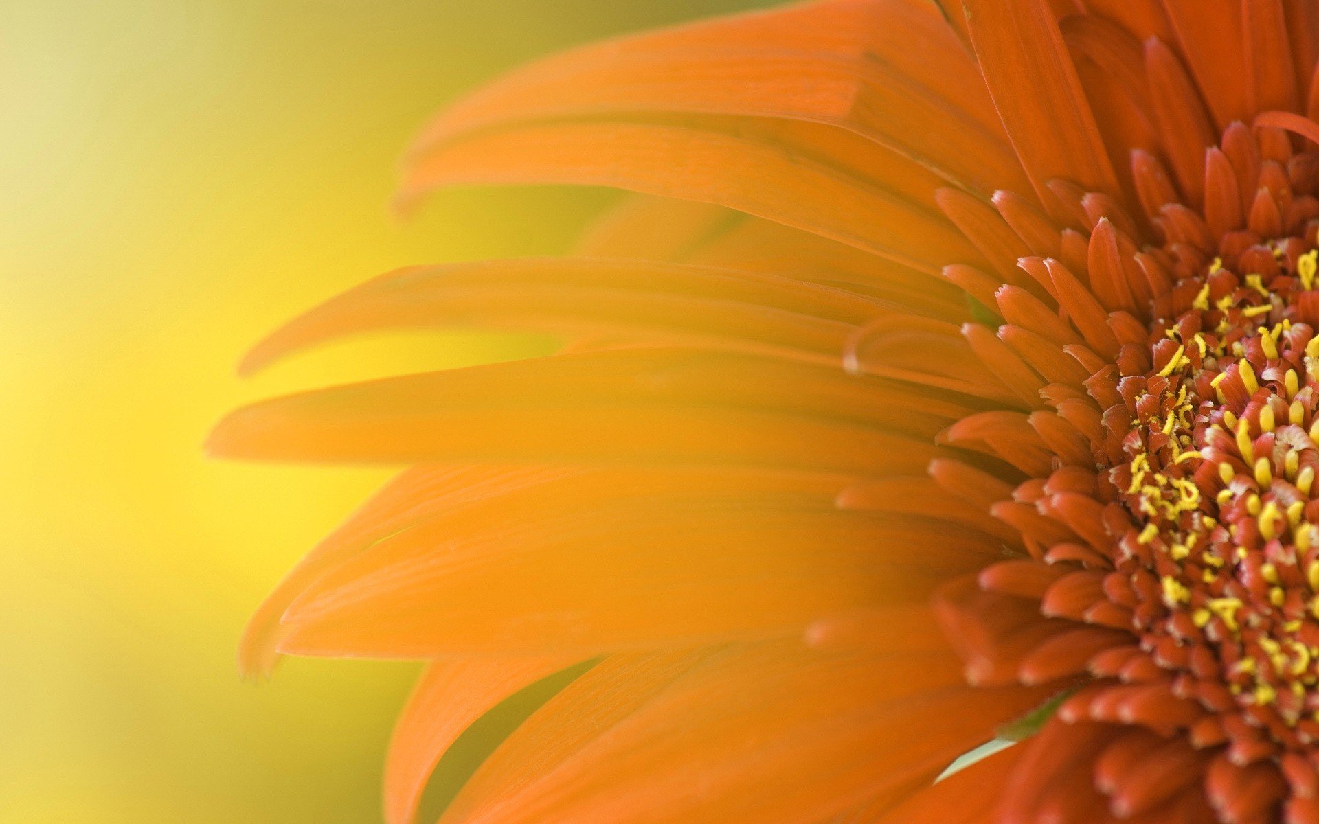 flor pétalos amarillo