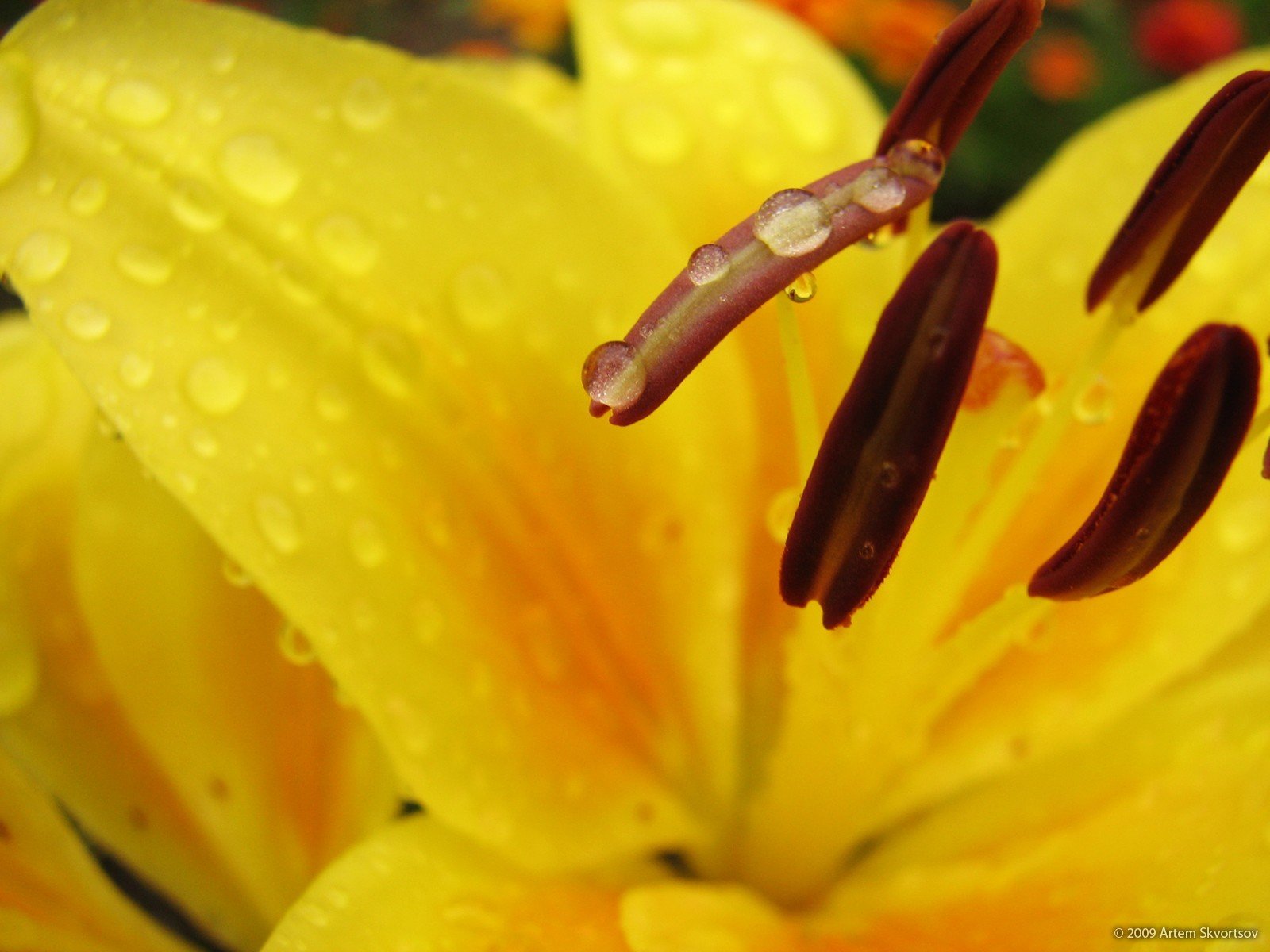 macro rocío gotas agua lirio