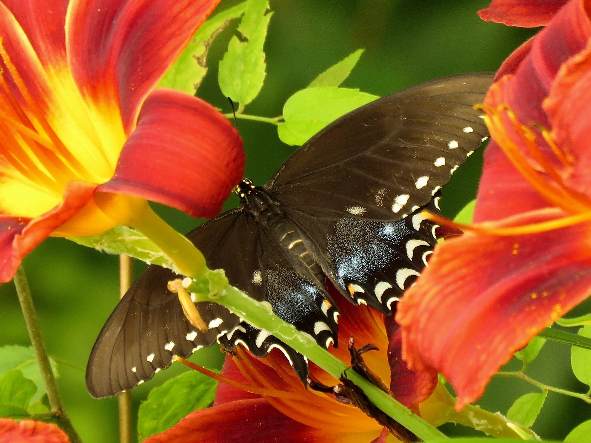 żaglówka motyl kwiaty lilie makro