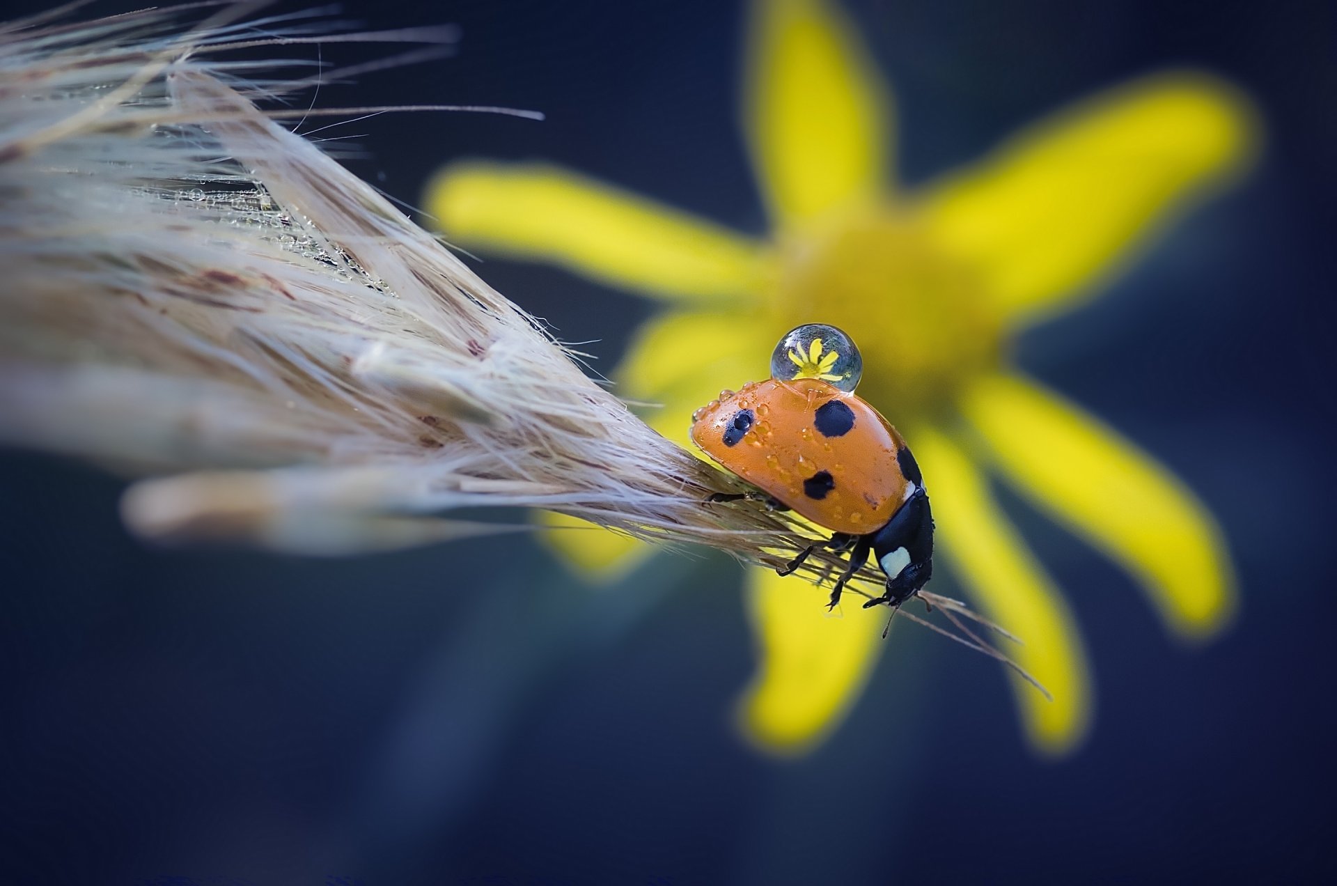 coccinelle insecte coléoptère épi fleur goutte gros plan