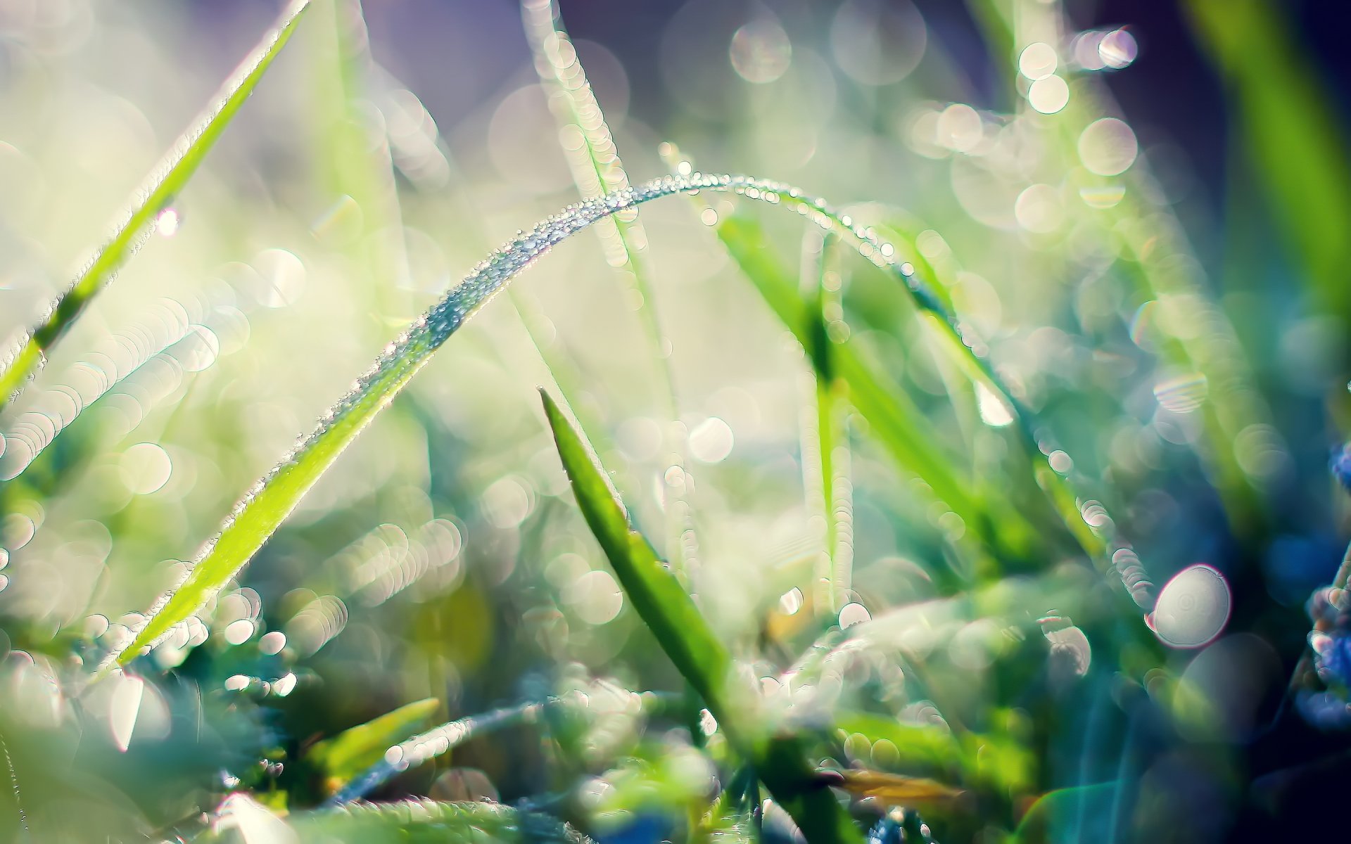 makro tau blütenblätter gras natur