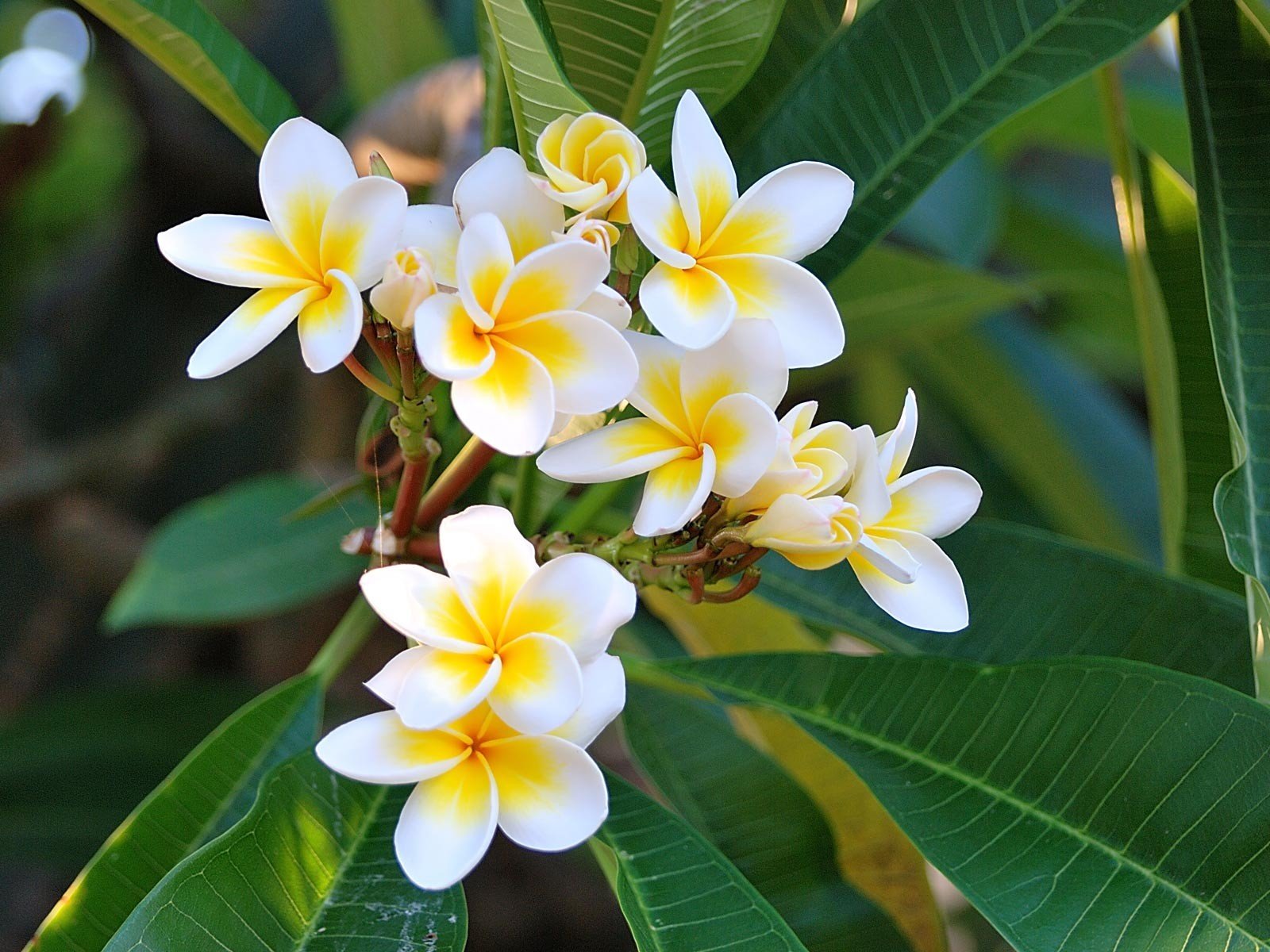 plumeria verde blanco hojas