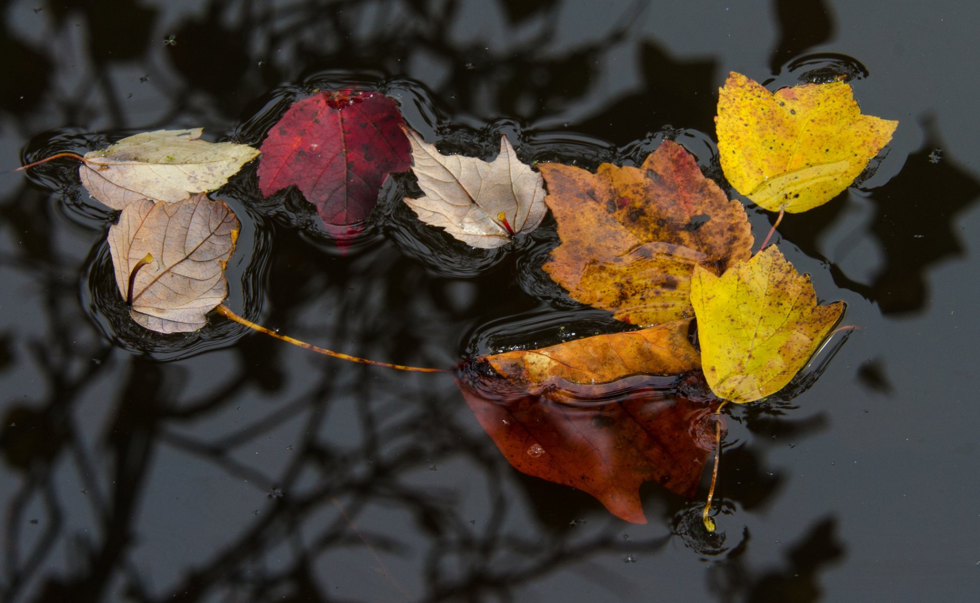 eau surface feuilles automne