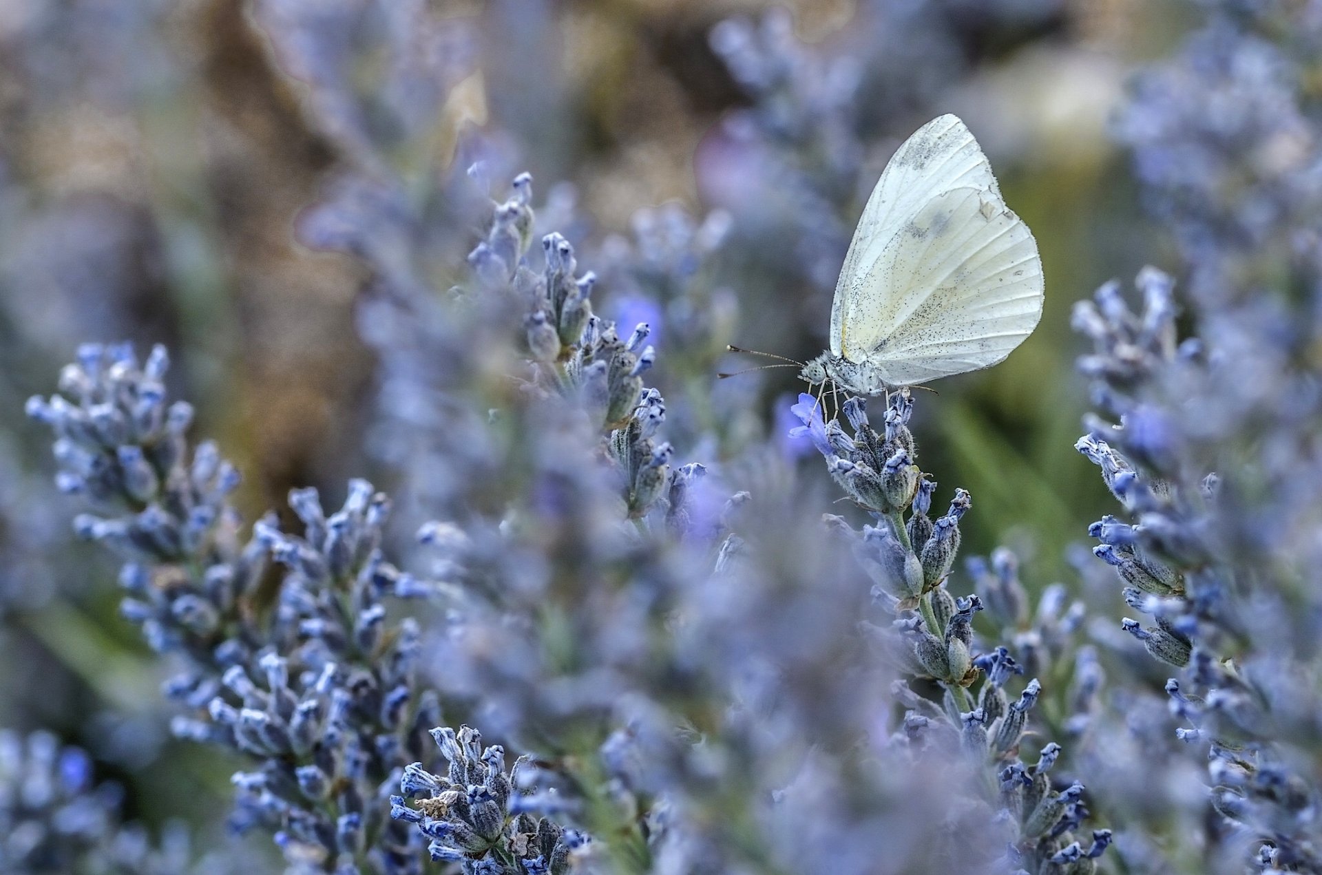 motyl lawenda kwiaty makro